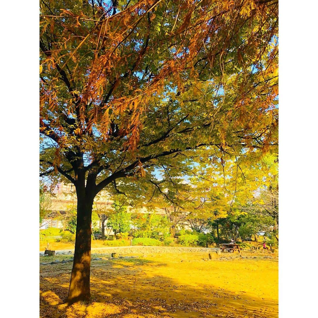 永末まゆさんのインスタグラム写真 - (永末まゆInstagram)「お散歩してたら🍂 右から、虎が！！🐅  と思ったら 違った。良かったよ、虎じゃなくて🥺  お散歩最高。 秋のまま時間が止まればいいのに🌰  ・ ・ ・ #秋が好き #いちょう #紅葉　#虎怖い」11月17日 17時59分 - nagasuemayu