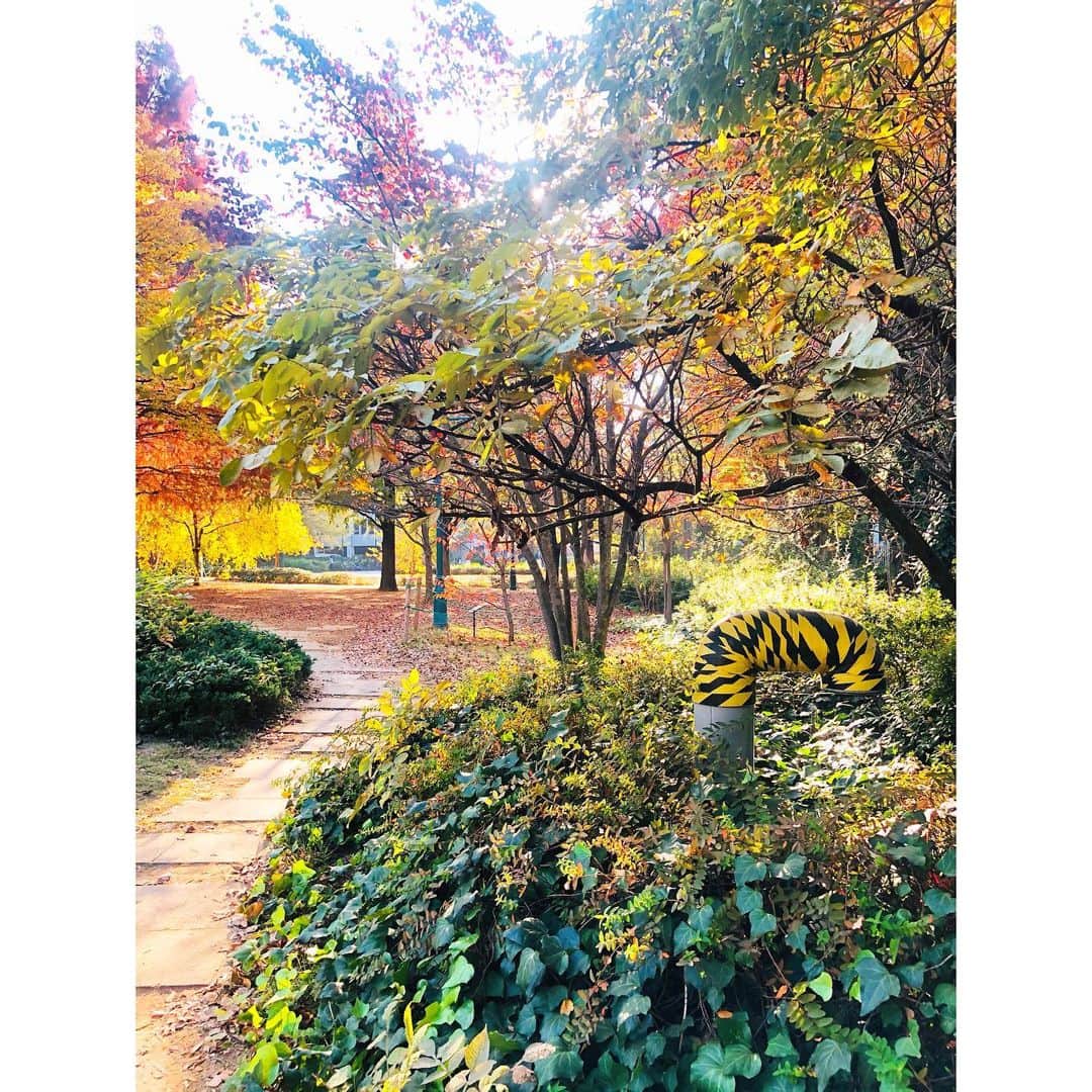 永末まゆのインスタグラム：「お散歩してたら🍂 右から、虎が！！🐅  と思ったら 違った。良かったよ、虎じゃなくて🥺  お散歩最高。 秋のまま時間が止まればいいのに🌰  ・ ・ ・ #秋が好き #いちょう #紅葉　#虎怖い」