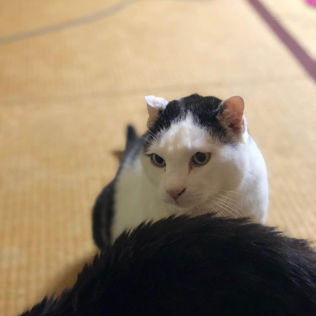 町田康のインスタグラム：「すごい。」