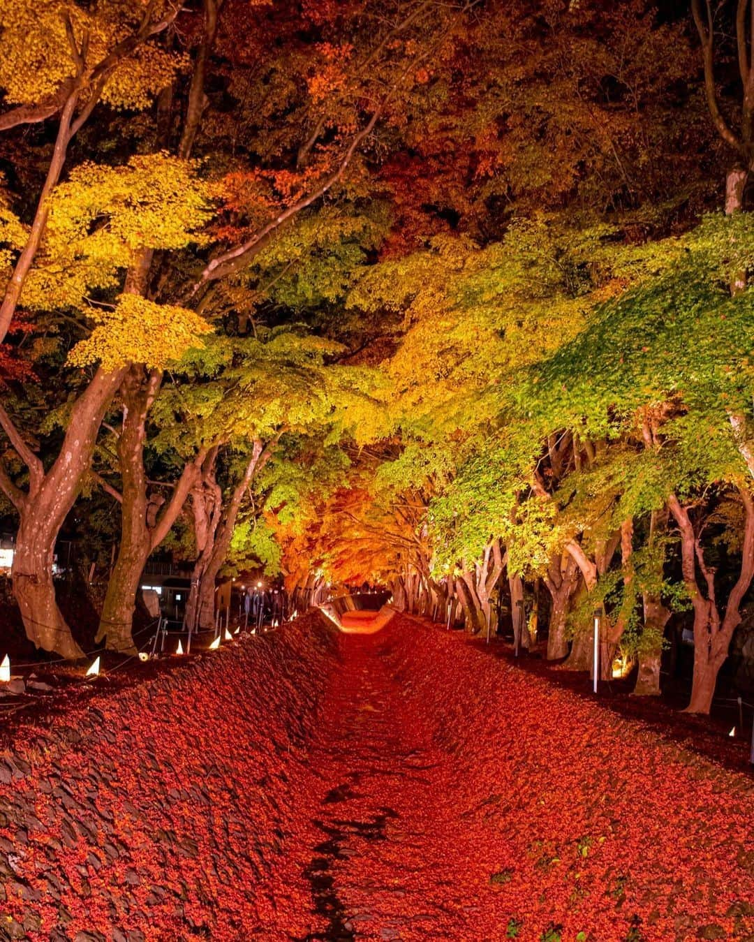 楽天トラベル さんのインスタグラム写真 - (楽天トラベル Instagram)「こんにちは😊 今日は美しい紅葉ライトアップスポットをご紹介します🍁 ーーーーーーーーーーーーーー 📍#河口湖もみじ回廊 （山梨県富士河口湖町） ーーーーーーーーーーーーーー 富士山と紅葉のコラボを楽しめる河口湖畔は、約60本の巨木もみじが色づくもみじ回廊や約1.5km続くもみじ街道など見どころも多数。 もみじ回廊はライトアップも実施され、ライトに照らされた色鮮やかな紅葉の中に浮かび上がる富士山の姿が楽しめます。  ■富士河口湖紅葉まつり 2020/11 /7 ～11/29 午前9時～午後7時（ライトアップは日没から午後10時まで） ーーーーーーーーーーーーーー Special Thanks💓 📸Photo by @naonao705410  📌ご旅行やおでかけの際は、事前にお住まいの地域や旅行先の情報を確認しご計画をお願いいたします ーーーーーーーーーーーーーー 旅先で出会った美しい風景や素敵な旅館などを  #rakutentravel を付けてぜひシェアしてください😊 このアカウントでご紹介させていただきます💗 ーーーーーーーーーーーーーー  #楽天トラベル #旅行好きな人と繋がりたい #旅したくなるフォト #旅行 #国内旅行 #旅行好き #旅行好きと繋がりたい #写真好きな人と繋がりたい #旅好き女子 #旅行好き女子 #travel #trip #japan #たびすたぐらむ #日本の景色 #お出かけスポット #お出かけ #絶景 #紅葉 #もみじ回廊 #河口湖 #紅葉ライトアップ #秋 #山梨 #山梨旅行 #河口湖観光」11月17日 18時00分 - rakutentravel