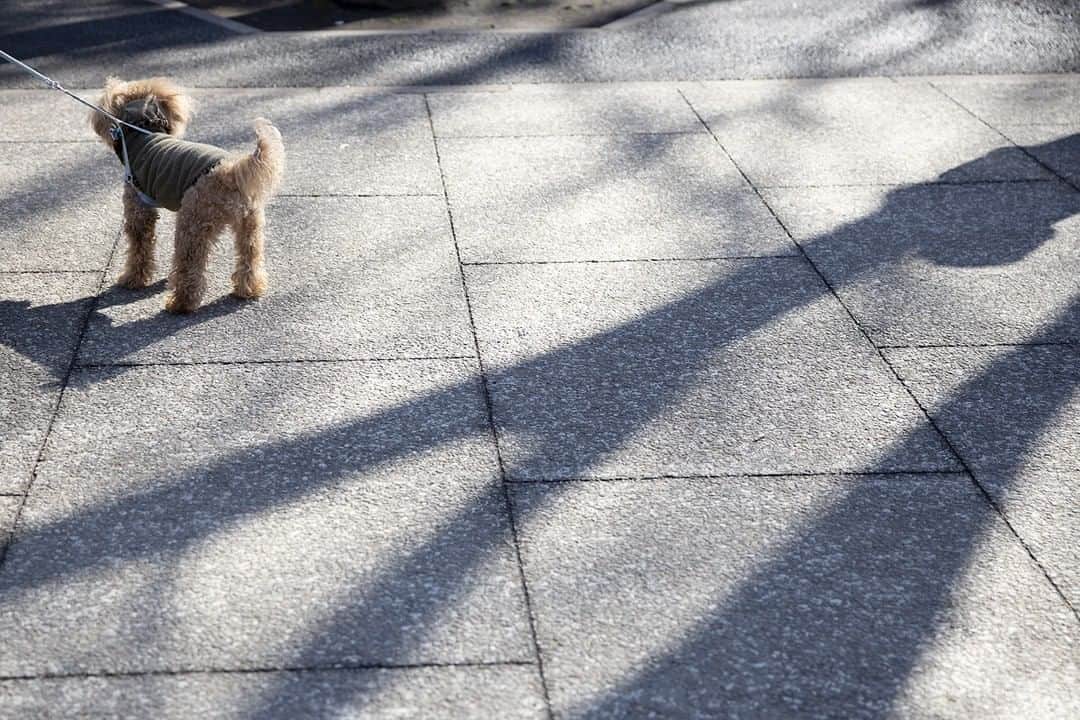 のインスタグラム：「連載コラム「日々を 紡ぐ」  写真家、金森玲奈さんによるコラムが新しく届きました♪ 日常を切り取った空気感のある写真と丁寧なことば。 毎日を生きる私たちに、すっと光を当ててくれます。  今回は『冬の気配』  金森玲奈さんの「日々を 紡ぐ」は週２回、火、木に更新。 楽しみにしていてくださいね。  連載コラムはこちらから↓ https://bit.ly/38aYN3x  #ノースモールサイト #ノースモール  #日々を紡ぐ  #インテリア #シンプルインテリア #インテリアショップ #暮らしの道具 #暮らしを楽しむ #丁寧な暮らし #上質な暮らし #雑貨 #インテリア雑貨 #生活雑貨 #お洒落雑貨 #北欧インテリア」
