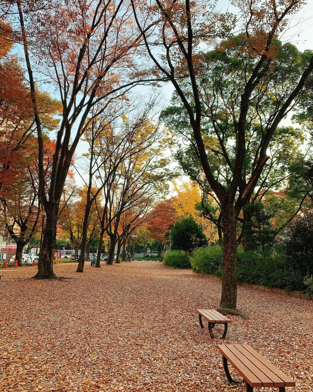 白井奈津さんのインスタグラム写真 - (白井奈津Instagram)「秋の白川公園はエモい🍁  去年も今年もたぶん来年も 秋に散歩するのが楽しみ🚶‍♀️🚶‍♂️🚶‍♀️🚶  #秋 #白川公園 #名古屋 #散歩　#秋散歩🍂  #写真メイン所じゃないっていうね #このスカートが履ける季節の変わり目も毎年たのしみ☺️」11月17日 18時03分 - shirai_natsu