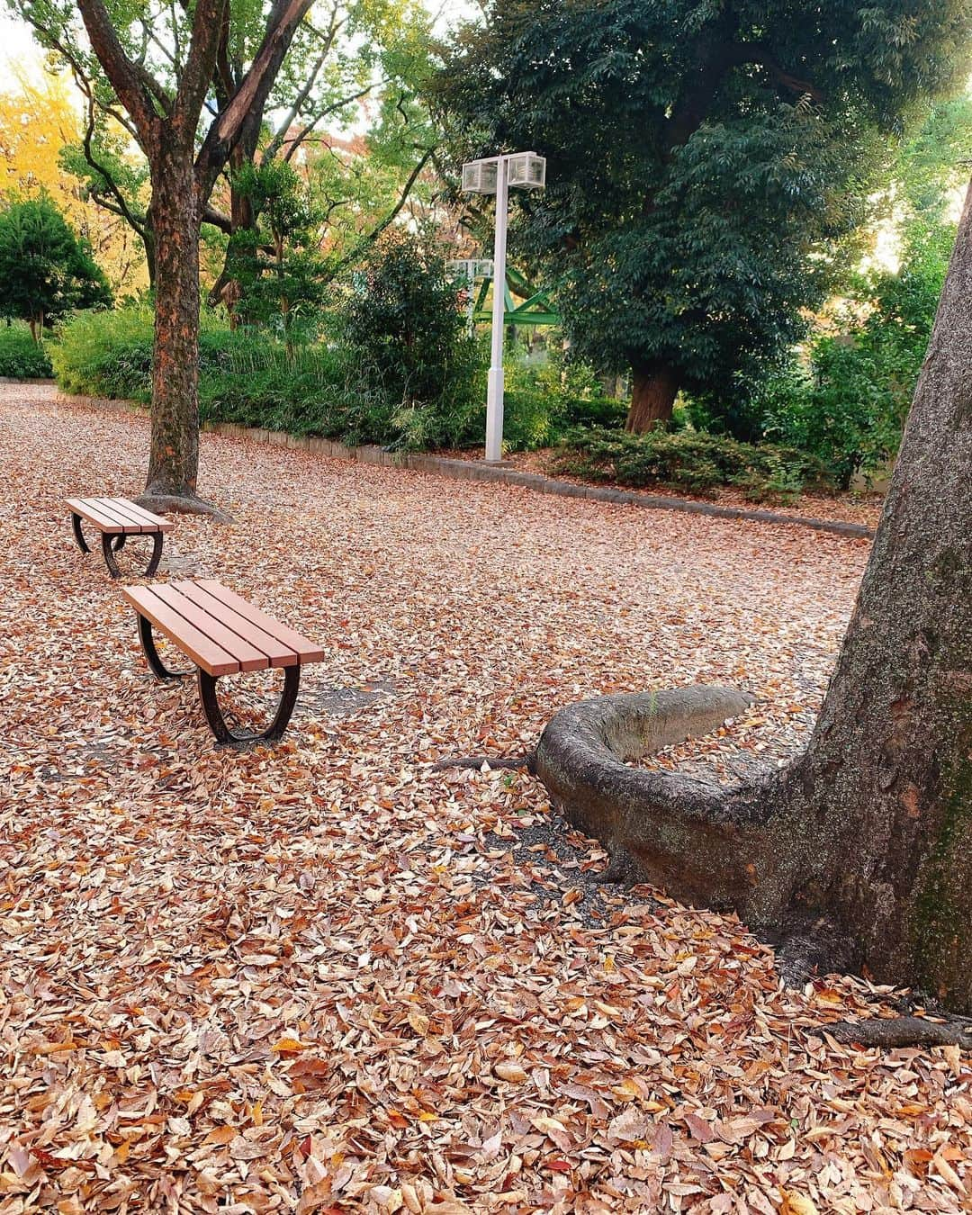 白井奈津さんのインスタグラム写真 - (白井奈津Instagram)「秋の白川公園はエモい🍁  去年も今年もたぶん来年も 秋に散歩するのが楽しみ🚶‍♀️🚶‍♂️🚶‍♀️🚶  #秋 #白川公園 #名古屋 #散歩　#秋散歩🍂  #写真メイン所じゃないっていうね #このスカートが履ける季節の変わり目も毎年たのしみ☺️」11月17日 18時03分 - shirai_natsu