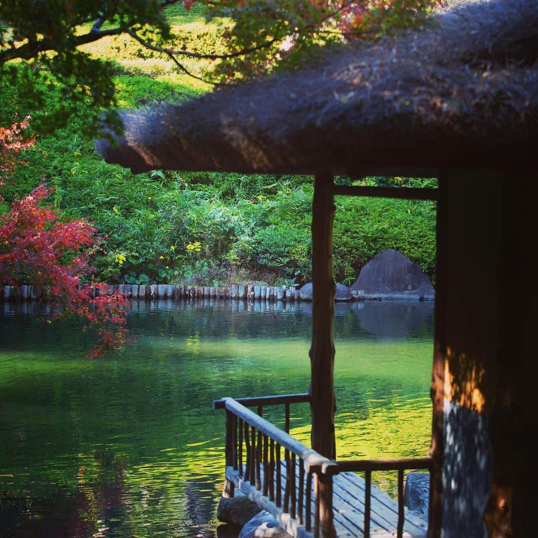 八芳園さんのインスタグラム写真 - (八芳園Instagram)「本日も庭園には、秋の日差しが差し込み、水面が美しく輝いております🍁 . 本日ご紹介いたしますのは、 伊勢丹新宿本館にて明日から開催のイベント 「パンとチーズの織りなす美味」🧀🥐 . 「日本の素材のおいしさを、 そのままパンのおいしさへ。」 のコンセプトのもと、 国産素材にこだわったパンを作っている 八芳園のオリジナルベーカリーブランド 「BLUE TREE」。 . この度 BLUE TREEは、 2020年11月18日(水)〜 11月24日(火) 伊勢丹新宿本館にて開催される 「パンとチーズの織りなす美味」に出品いたします。 . “チーズ”に注目したこのイベントでは、 チーズ本来の味わいや組み合わせによる 幅広いチーズの楽しみ方を体感していただくため、  チーズはもちろん、 チーズに合うパンや惣菜が並びます。 . BLUE TREEからは、 台東区のワイナリー”BookRoad(葡蔵人)” との出会いから生まれた 「ぶどうパン」をお届け🍇 . こちらの「ぶどうパン」は、 今年のワイン醸造時に使用した 絞り終わりのぶどうを使用した、 サスティナブルな一品。 . チーズとの相性が抜群の、 香り豊かな「ぶどうパン」を ぜひお愉しみください。 . 他にも、 伊豆大島の生産者との出会いから生まれた看板商品 「大島の恵み Nipponのクロワッサン」をはじめ、 大人気のMARUTAや、 秋限定の四万十栗のくりあんパンなど 全国各地の生産者との出会いから生まれた 国産素材にこだわったBLUE TREE自慢のパンが並びます。 . お近くにお越しの際には、 ぜひお立ち寄りくださいませ。 . ■伊勢丹新宿店 特設サイト https://www.isetan.mistore.jp/shinjuku/shops/foods/foodcollection/shopnews_list/shopnews09.html . @happoen_bakery_bluetree  . . #八芳園 #結婚式場 #伊勢丹新宿店  #パンとチーズの織りなす美味 #パン好きな人と繋がりたい  #パン好き #パン #🥐 #オリジナルパン #国産 #クロワッサン #ぶどうパン . #日本庭園 #自然 #紅葉 #紅葉スポット #秋　#風景写真 . #東京観光  #東京カメラ部  #自然が好き #庭好き　#写真好き  #写真好きな人と繋がりたい  #カメラ好きな人と繋がりたい  #風景写真を撮るのが好きな人と繋がりたい  #その瞬間に物語を  . #japanesegarden  #tokyotrip  #forbestravelguide」11月17日 18時08分 - happoen