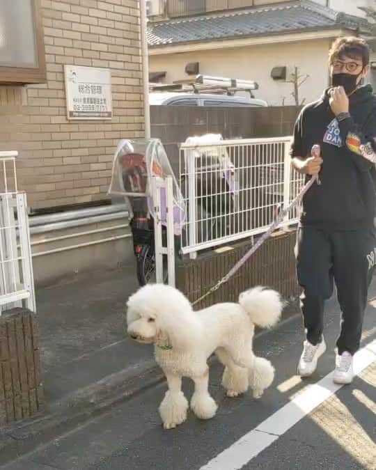 岩隈久志のインスタグラム：「今日は堀越時代の同級生とトレーニングした後に彼の愛犬のシロ子の散歩をして来ました☺️﻿ ﻿ Walking with my friend's dog after work out☺️」