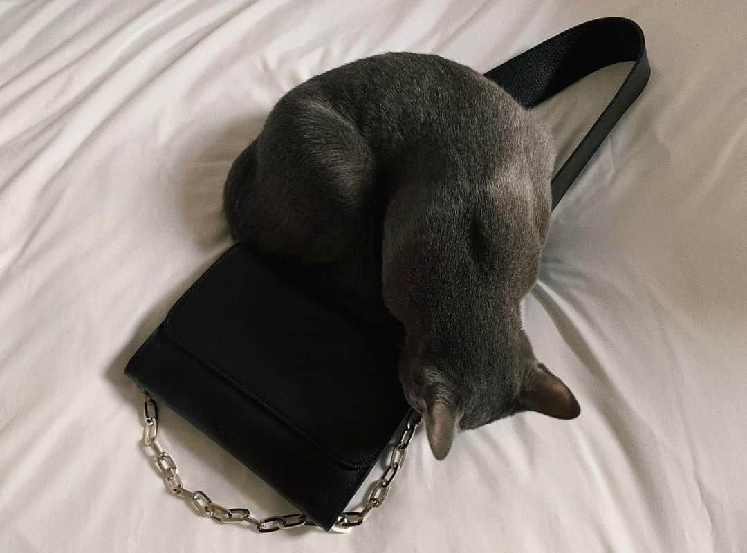 大澤実音穂さんのインスタグラム写真 - (大澤実音穂Instagram)「使いやすい良いサイズ感のバッグ◾️チェーン大好きなうちの猫たち、このバッグを取り出すと嬉しそうに近寄ってくる。⛓⛓」11月17日 18時23分 - ______mineho