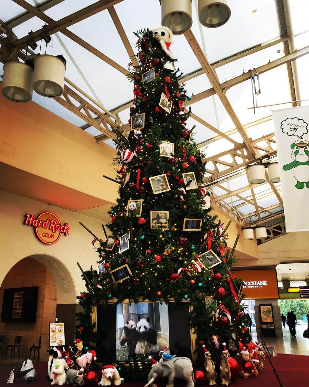 河野啓三のインスタグラム：「街はもうクリスマス模様ですね、。  「次は〜、上野、上野、 　次は〜、パンダ🐼が木に登る番だ、、」」