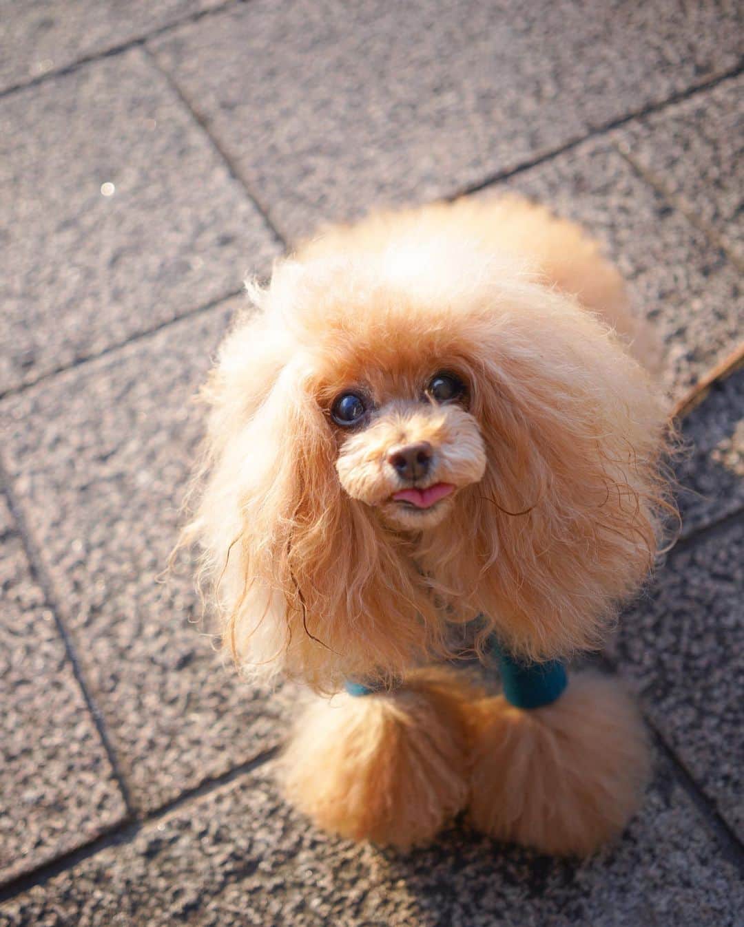 Toypoodle Mikuru?Asakusa Tokyoのインスタグラム：「20201117 Tuesday. Good morning! Friends💖 . 隅田川テラスでマテの練習。 だけどオニクが欲しくてマテできなーい😅 . 褒めても伸びないタイプなんですね。 みきゅるんは...🥲 . . . 今から6年前の2014年11月17日に、みくるとボクタン東京にやってきました😄 新幹線に耐えれるかなぁ？ と みくるの心配をしてましたら、ノーマークだったボクタン🐱が車内でにゃーにゃー鳴き出して焦ったのを思い出します😌 . ボクタン会いたいなぁ😢 . #隅田川テラス #6周年 #記念日にはオニクを買って #zeiss35mmf28」