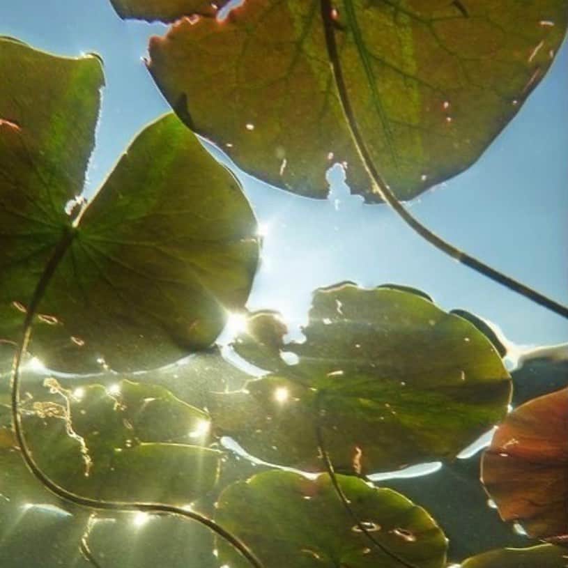 グラフ&ランツのインスタグラム：「So much more beneath the surface 🌱 let’s get deep, via @gardenclubgc」