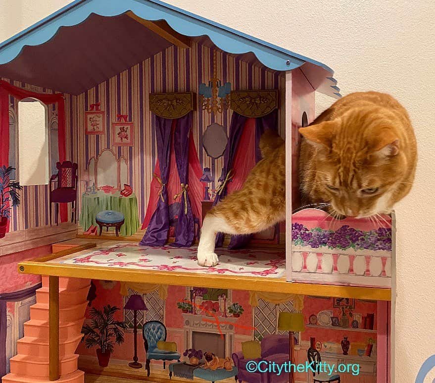 City the Kittyのインスタグラム：「They need to make the balcony a little bit bigger. 😹😺🐾」