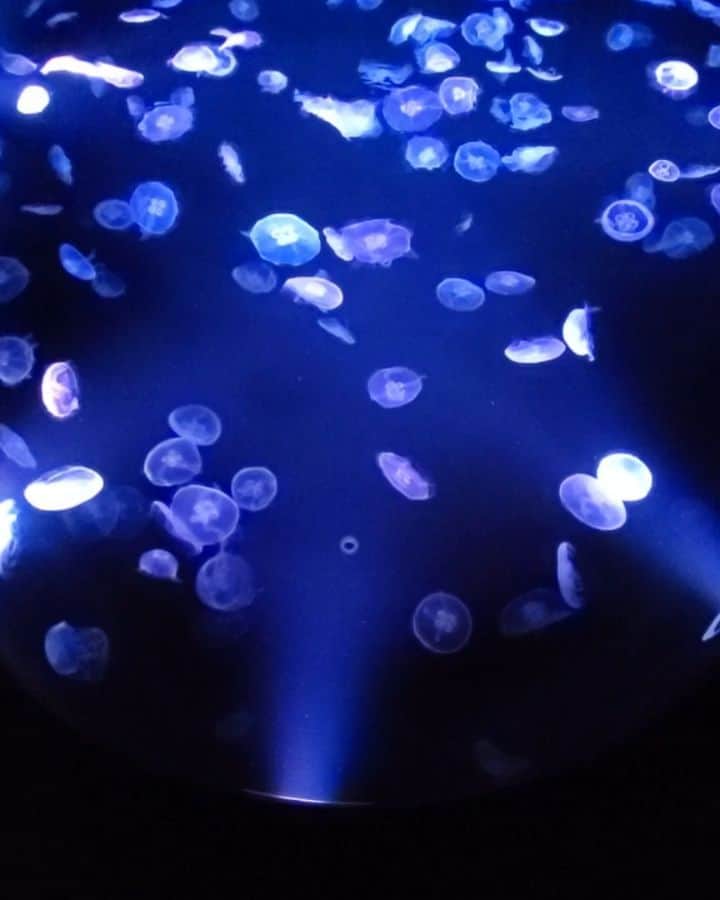 のインスタグラム：「神秘的なクラゲの世界 #すみだ水族館 #skytree #クラゲ #海月 #tokyo #japan」