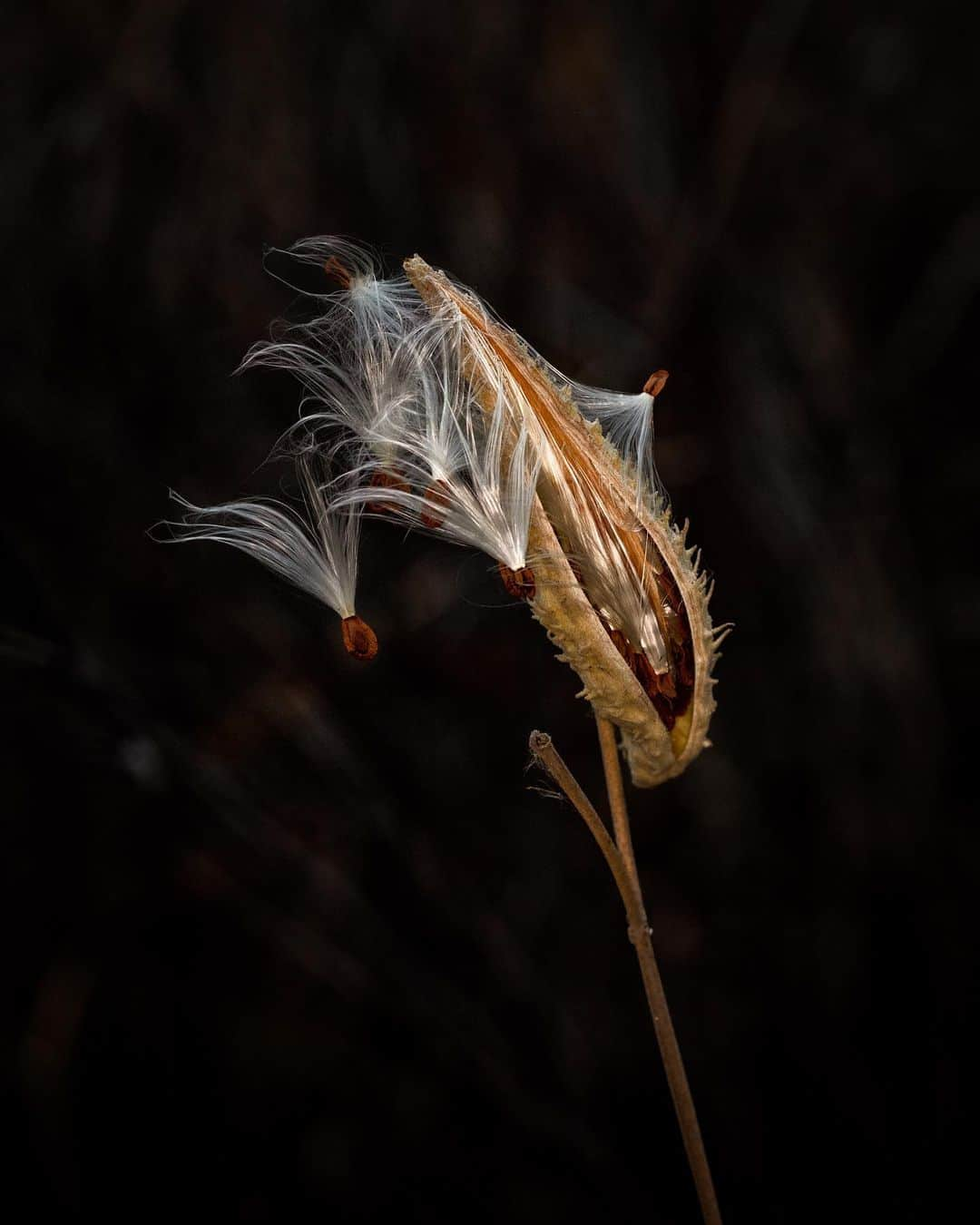 アンジー・ペインのインスタグラム：「Hopeful nature. That’s the theme for today’s #macromondayfun because it feels like there has been more hope in the air in recent days. After selecting photos to represent hope in nature, I find it telling that half were shot in Spring and Summer, half were shot in Fall or Winter. So, either nature is eternally optimistic (true, if you ask me), or I search harder for signs of hope when the days get shorter and colder and darker (jury’s still out on this, but all signs in the photo archives point to “true” 😉). Today’s carousel: • Seeds spill from a milkweed pod on a Fall day, ready to float on the wind and become next Spring’s new growth. • A piece of Spring grass sprouts through the remnants of Winter. • A frozen spot of water on a dead reed catches the light on a dreary morning. • A tiny plant pushes its way through thick, dry mud to begin its life in Bryce Canyon National Park. • A yellow flower illuminated by the setting sun in Capitol Reef National Park. • Dead reeds catch light on a late Winter morning.  • • • #macro #macrophotography #macromondayfun #hopefulnature • Check out @devoderby’s shots for this week’s theme, too!」