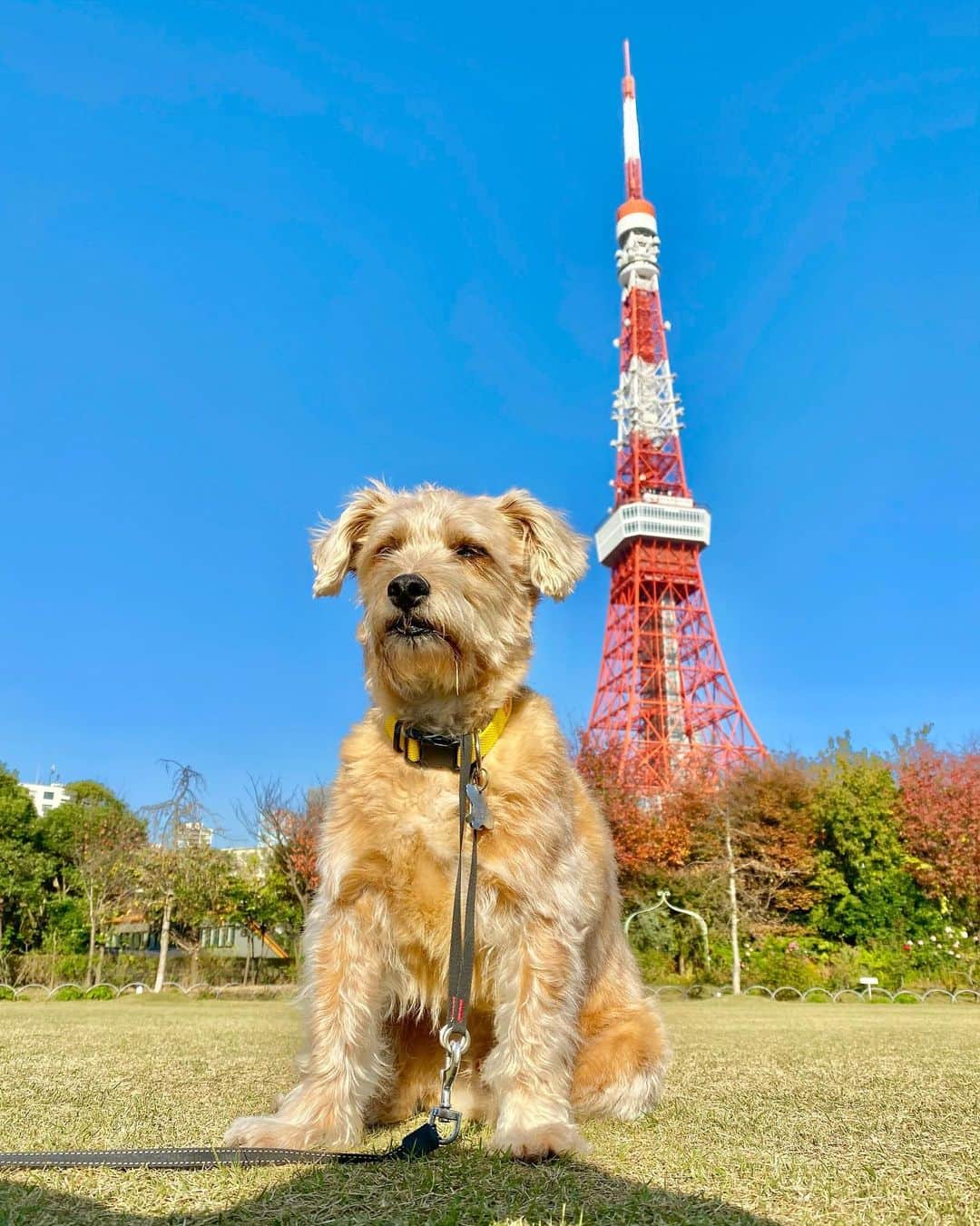 宮本亜門さんのインスタグラム写真 - (宮本亜門Instagram)「あもんさんとおないどしの🗼とうきょうたわー🗼　#今日もたくさん歩いた　#東京タワー　#紅葉も色づいてます　#保護犬　#ビート　#宮本亞門」11月17日 10時58分 - beatamon