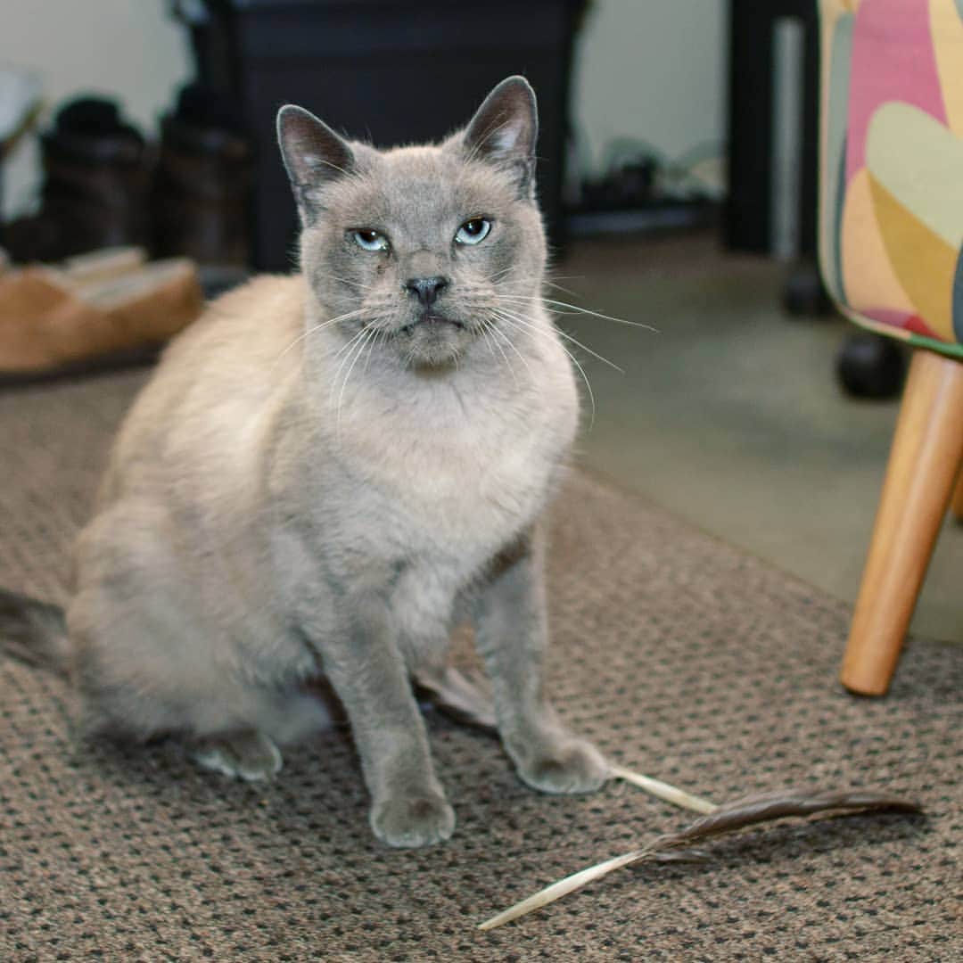 Garyのインスタグラム：「Say hi to Stan's twin (they're fraternal). We'll likely still be calling him the Face, but the name on his birth certificate is Frank (Stan Beeman's boss). He's holed up in the bunker until integration can begin. Reactions at the door so far: Hank - my life is over again Margo- Dad, you're embarrassing me Gary: Is something going on? Gus: *head tilt* Jesse: *scratches door until I scream* Alice & Stan: What the fuck is Hank's problem? #FaceTime」