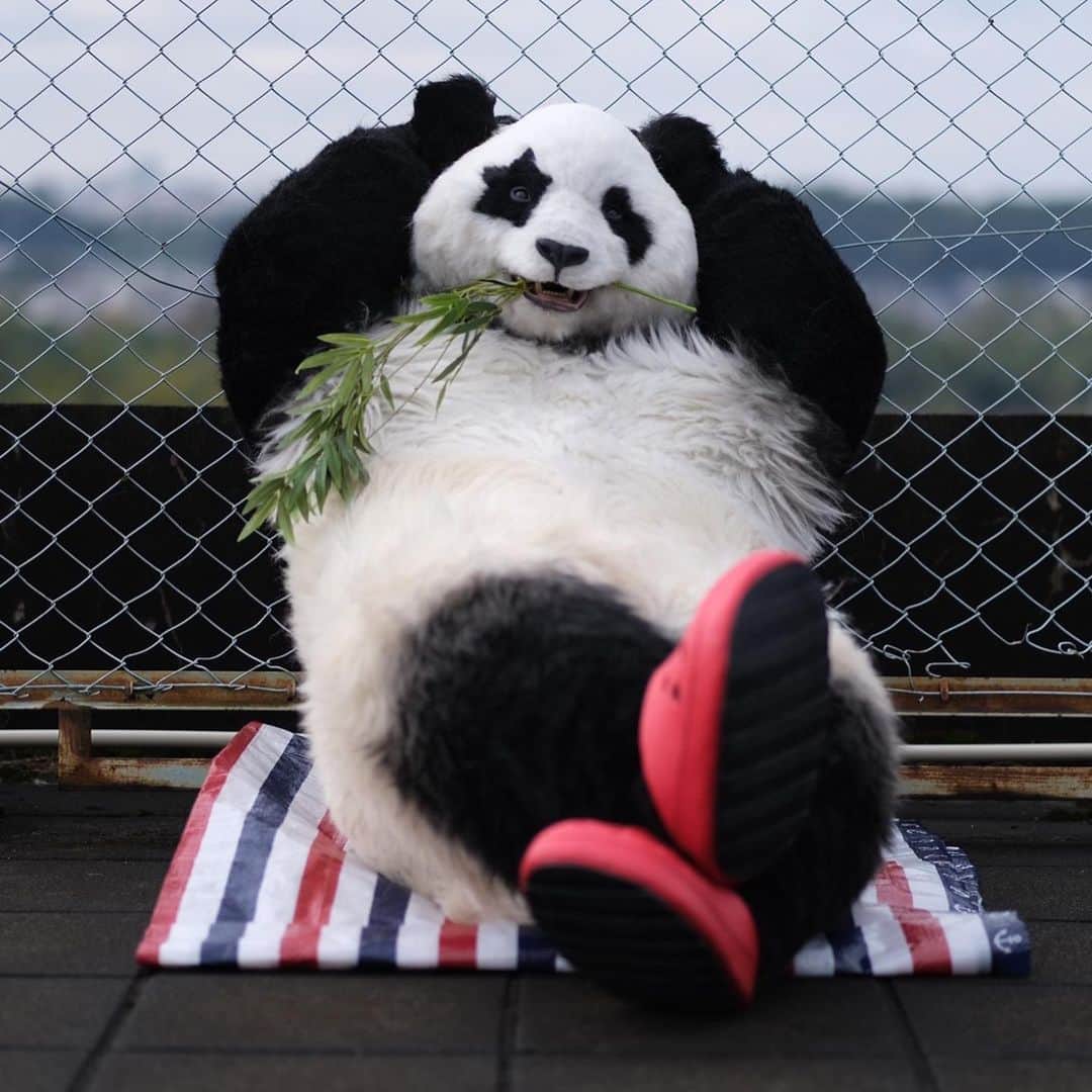星星（セイセイ）さんのインスタグラム写真 - (星星（セイセイ）Instagram)「🏖🐼☀️ #休憩だよ #おやすみ中 #おさぼりパンダ  . きょうの #ベラベラENGLISHは ...💯 🌟ditch 🌟さぼる . えぇ〜⁉️英語の授業あったの〜？ 知らなかったな〜😏 #みんなはさぼっちゃダメだよ . #星星 #パンダ #panda #pandagram #パンダ好きな人と繋がりたい #ZIP!」11月17日 11時20分 - seisei_panda