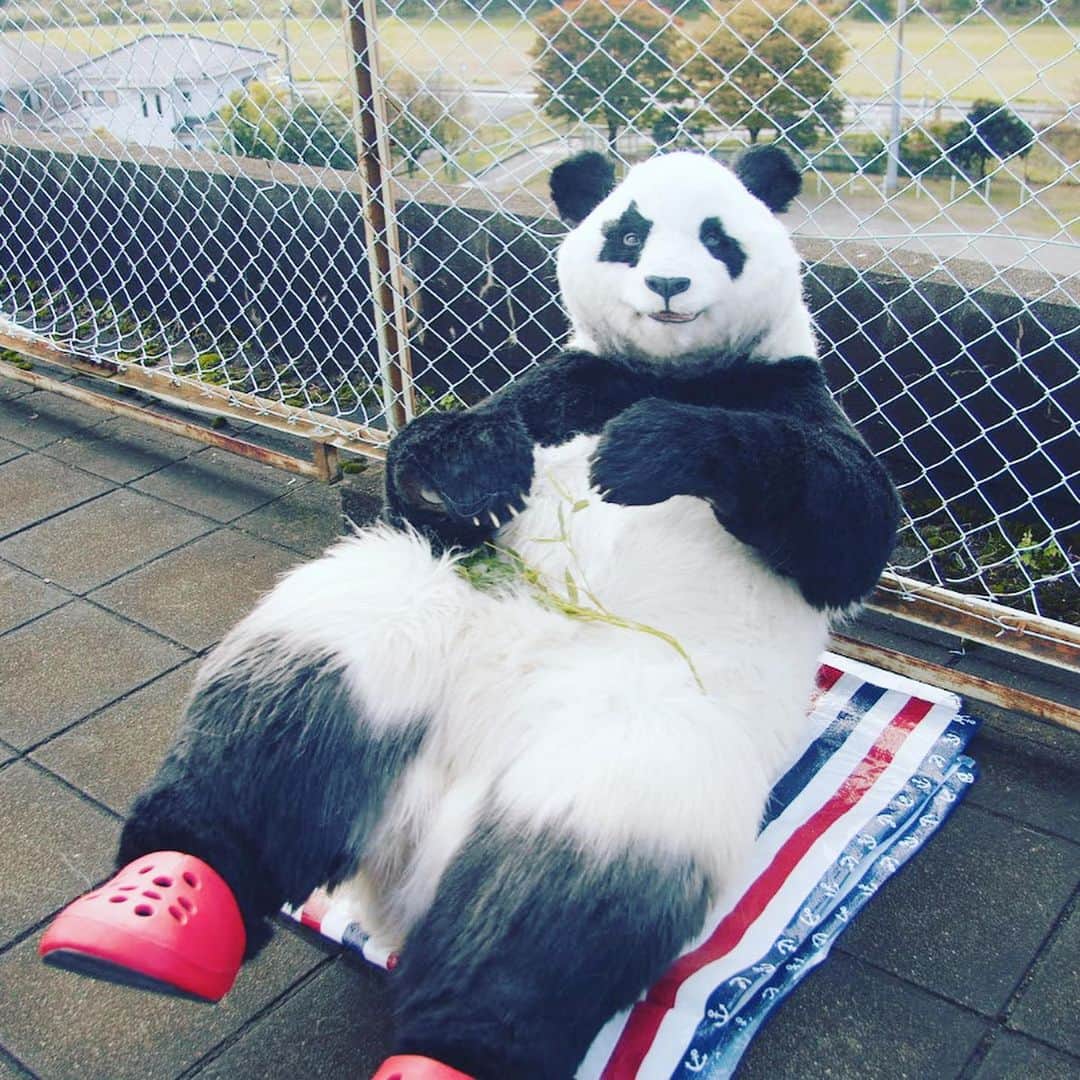 星星（セイセイ）さんのインスタグラム写真 - (星星（セイセイ）Instagram)「🏖🐼☀️ #休憩だよ #おやすみ中 #おさぼりパンダ  . きょうの #ベラベラENGLISHは ...💯 🌟ditch 🌟さぼる . えぇ〜⁉️英語の授業あったの〜？ 知らなかったな〜😏 #みんなはさぼっちゃダメだよ . #星星 #パンダ #panda #pandagram #パンダ好きな人と繋がりたい #ZIP!」11月17日 11時20分 - seisei_panda