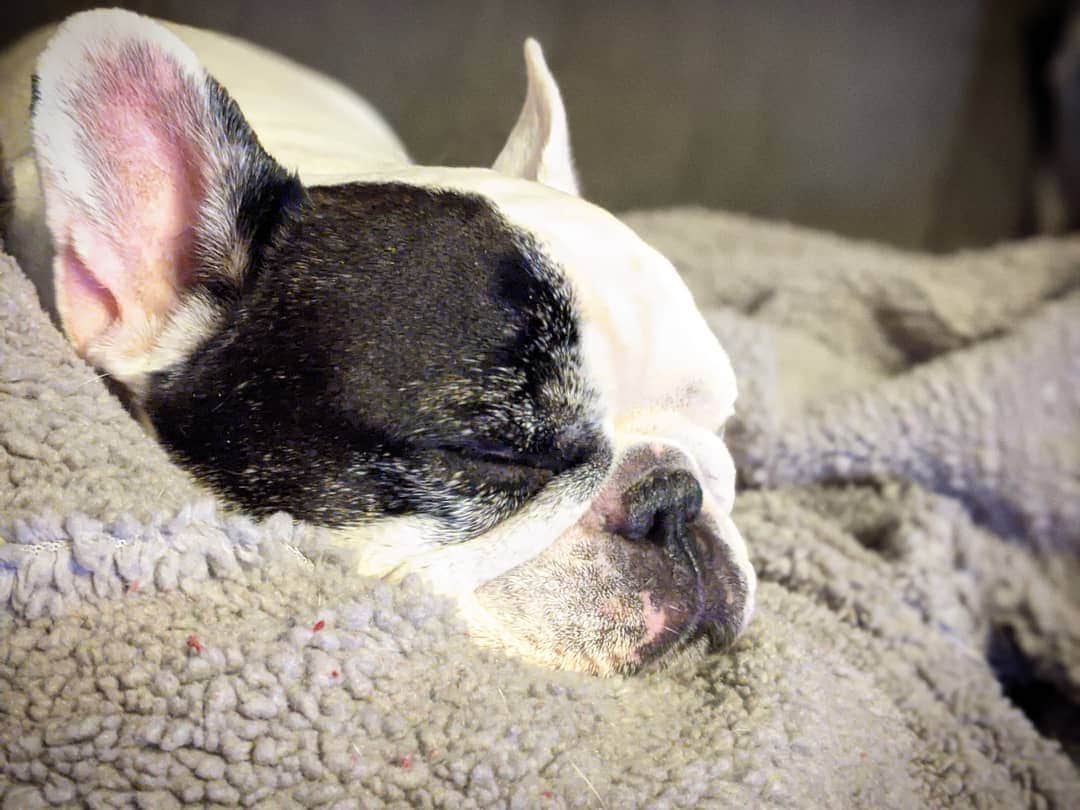 Manny The Frenchieのインスタグラム：「Back in my fav spot...back of the knees! 🙂 #cozy」
