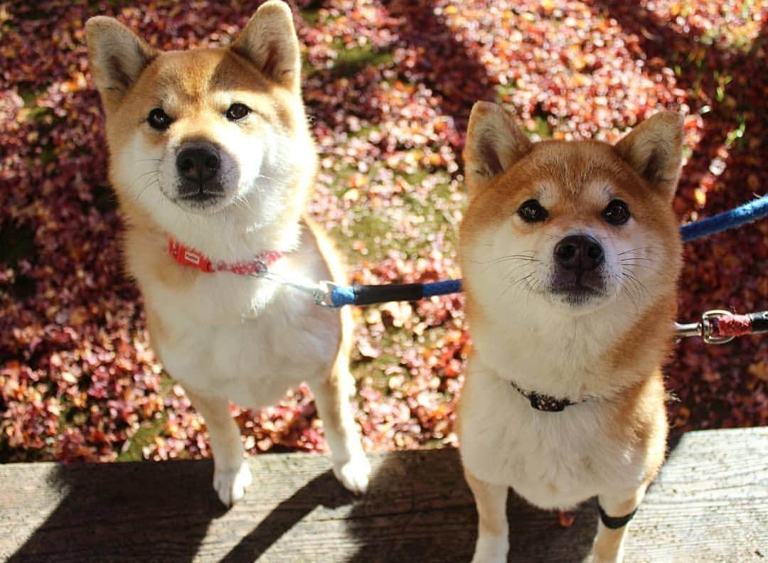 柴犬たま Shibainu Tamaのインスタグラム