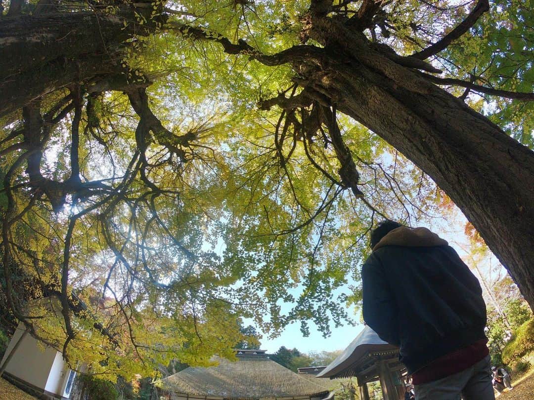 石松大晟のインスタグラム：「・﻿ 広徳寺🍁﻿ 前回行った時に近所の方が、﻿ 「紅葉の時期に来ると凄いよ！」と言っていたのを思い出して、タイミングが合ったので行ってきました🙇‍♂️﻿ ﻿ 黄色の絨毯、立派なイチョウの木…最高だった💯﻿ 教えて貰わなかったら、こんなに綺麗な景色見れなかっただろうなー🤔﻿ 出会いに超感謝🙏﻿ ﻿ 写真は前回のと比較して撮ってみた📸﻿ 【①②】【③④】【⑤⑥】【⑦⑧】﻿ ﻿ 広徳寺、昭和記念公園と今までで1番綺麗な紅葉を﻿ 見れた1日でした👏﻿ ﻿ 早羅ありがとう🙏﻿ ﻿ #広徳寺のイチョウ #広徳寺 #あきる野市 #イチョウ #紅葉 #カメラ #ゴープロ #canon #camera #gopro #photo ﻿」