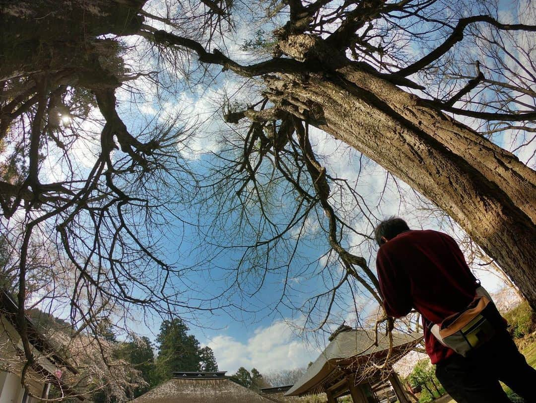 石松大晟さんのインスタグラム写真 - (石松大晟Instagram)「・﻿ 広徳寺🍁﻿ 前回行った時に近所の方が、﻿ 「紅葉の時期に来ると凄いよ！」と言っていたのを思い出して、タイミングが合ったので行ってきました🙇‍♂️﻿ ﻿ 黄色の絨毯、立派なイチョウの木…最高だった💯﻿ 教えて貰わなかったら、こんなに綺麗な景色見れなかっただろうなー🤔﻿ 出会いに超感謝🙏﻿ ﻿ 写真は前回のと比較して撮ってみた📸﻿ 【①②】【③④】【⑤⑥】【⑦⑧】﻿ ﻿ 広徳寺、昭和記念公園と今までで1番綺麗な紅葉を﻿ 見れた1日でした👏﻿ ﻿ 早羅ありがとう🙏﻿ ﻿ #広徳寺のイチョウ #広徳寺 #あきる野市 #イチョウ #紅葉 #カメラ #ゴープロ #canon #camera #gopro #photo ﻿」11月17日 11時50分 - taiseiishimatsu