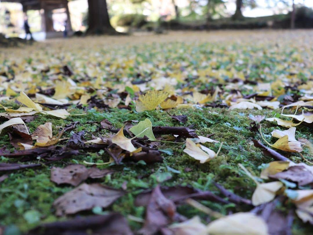 石松大晟さんのインスタグラム写真 - (石松大晟Instagram)「・﻿ 広徳寺🍁﻿ 前回行った時に近所の方が、﻿ 「紅葉の時期に来ると凄いよ！」と言っていたのを思い出して、タイミングが合ったので行ってきました🙇‍♂️﻿ ﻿ 黄色の絨毯、立派なイチョウの木…最高だった💯﻿ 教えて貰わなかったら、こんなに綺麗な景色見れなかっただろうなー🤔﻿ 出会いに超感謝🙏﻿ ﻿ 写真は前回のと比較して撮ってみた📸﻿ 【①②】【③④】【⑤⑥】【⑦⑧】﻿ ﻿ 広徳寺、昭和記念公園と今までで1番綺麗な紅葉を﻿ 見れた1日でした👏﻿ ﻿ 早羅ありがとう🙏﻿ ﻿ #広徳寺のイチョウ #広徳寺 #あきる野市 #イチョウ #紅葉 #カメラ #ゴープロ #canon #camera #gopro #photo ﻿」11月17日 11時50分 - taiseiishimatsu