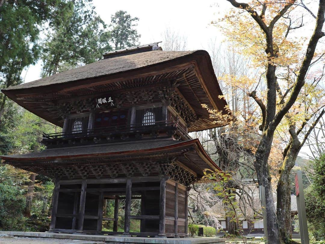 石松大晟さんのインスタグラム写真 - (石松大晟Instagram)「・﻿ 広徳寺🍁﻿ 前回行った時に近所の方が、﻿ 「紅葉の時期に来ると凄いよ！」と言っていたのを思い出して、タイミングが合ったので行ってきました🙇‍♂️﻿ ﻿ 黄色の絨毯、立派なイチョウの木…最高だった💯﻿ 教えて貰わなかったら、こんなに綺麗な景色見れなかっただろうなー🤔﻿ 出会いに超感謝🙏﻿ ﻿ 写真は前回のと比較して撮ってみた📸﻿ 【①②】【③④】【⑤⑥】【⑦⑧】﻿ ﻿ 広徳寺、昭和記念公園と今までで1番綺麗な紅葉を﻿ 見れた1日でした👏﻿ ﻿ 早羅ありがとう🙏﻿ ﻿ #広徳寺のイチョウ #広徳寺 #あきる野市 #イチョウ #紅葉 #カメラ #ゴープロ #canon #camera #gopro #photo ﻿」11月17日 11時50分 - taiseiishimatsu