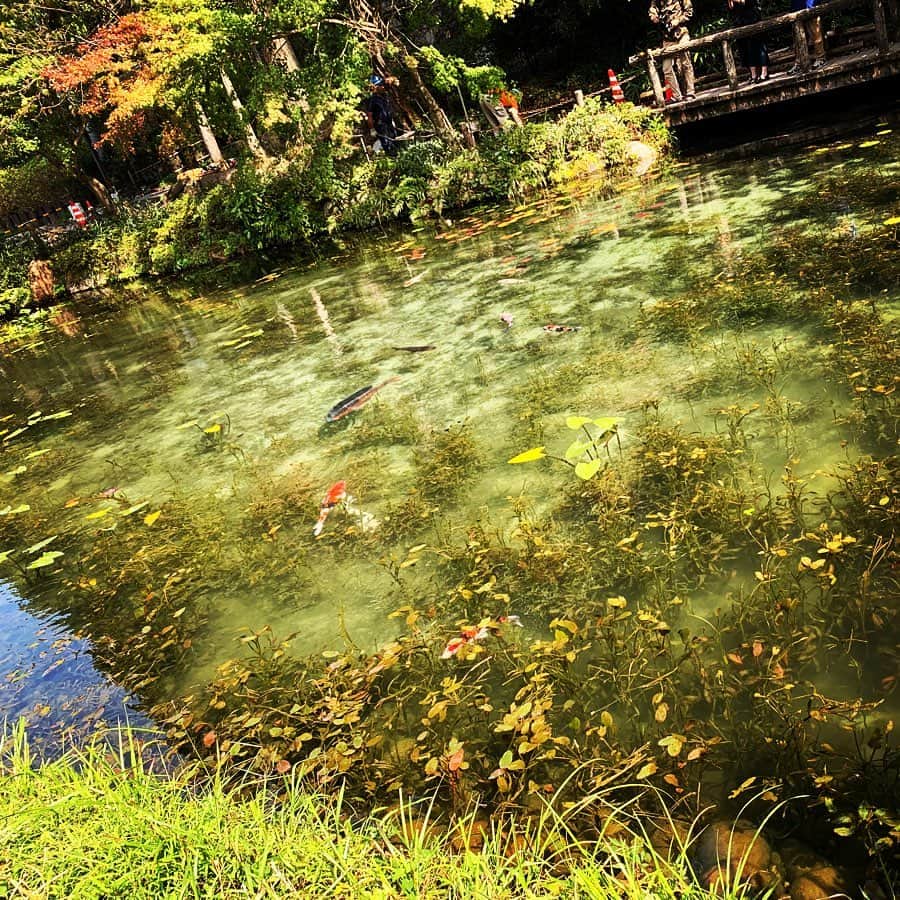 Koukiのインスタグラム：「地元のモネの池(･∀・)☆  12月6日イベントみんなきてね？？ 何年ぶりのイベントかな？  #モネの池 #岐阜」