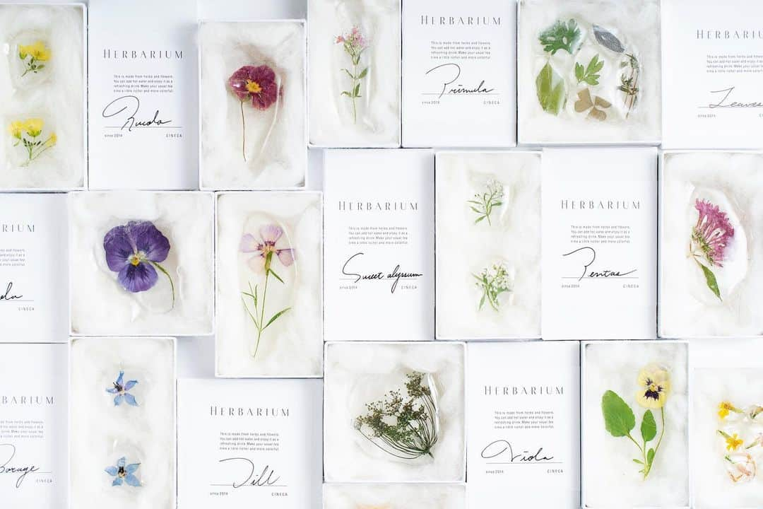 cinecaのインスタグラム：「herbarium-甘い標本-が新しくなります。  これまでなかった花やハーブを迎え40種ほどの植物が揃います。一同に会することはないですが季節ごとに手にとれるものが違うことも楽しいです。植物の仕立ても新しく意匠もよりお菓子を引立てるものへ。  花もハーブも食べられるよう有機、無農薬で大切につくられたもの。生産者さんから届くとそれぞれが違う表情や香りを持つことに心躍ります。制作の手間はかかるけれどどれ一つ同じものがない愛おしいお菓子。  最初のお披露目は、11/20（金）〜銀座のCIBONE CASEにて販売となります。大切な人へなにか想いを届けたい人への贈りものとしてもぜひお使いください。  herbarium -甘い標本- をつくりはじめて6年が過ぎ、もうすぐ7年目。この数年葛藤があり、改めて私自身がこのお菓子を大切に想いたいつくり続けたい。と考えた結果の衣替えです。これまで手にしていただいた方にもまた気に入ってもらえますように。  意匠：古谷萌 写真：小野奈那子  販売開始 11/20〜 CIBONE CASE 東京都中央区銀座6-10-1 GINZA SIX 4F OPEN 10:30-20:30 TEL：03-5537-3101 Mail：ginza@cibone.com  #cineca #herbarium #甘い標本 #since2014 #砂糖菓子 #シルビアのいる街で #cineca新作お知らせ #cineca販売お知らせ」