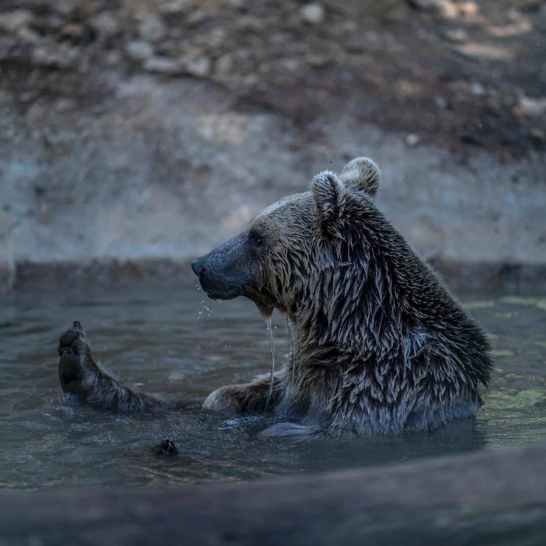 National Geographic Travelさんのインスタグラム写真 - (National Geographic TravelInstagram)「Photo by Muhammed Muheisen @mmuheisen / This is Loki, a Syrian brown bear that was rescued from a local zoo. I captured this moment last year at the New Hope Center @almawa.jordan in Amman, Jordan. The center, established in 2010 by the Princess Alia Foundation, provides emergency medical treatment, rehabilitation, and rehoming for animals. For more photos and videos from different parts of the world, follow me @mmuheisen and @mmuheisenpublic. #muhammedmuheisen #Jordan #rescue #bear」11月17日 12時34分 - natgeotravel