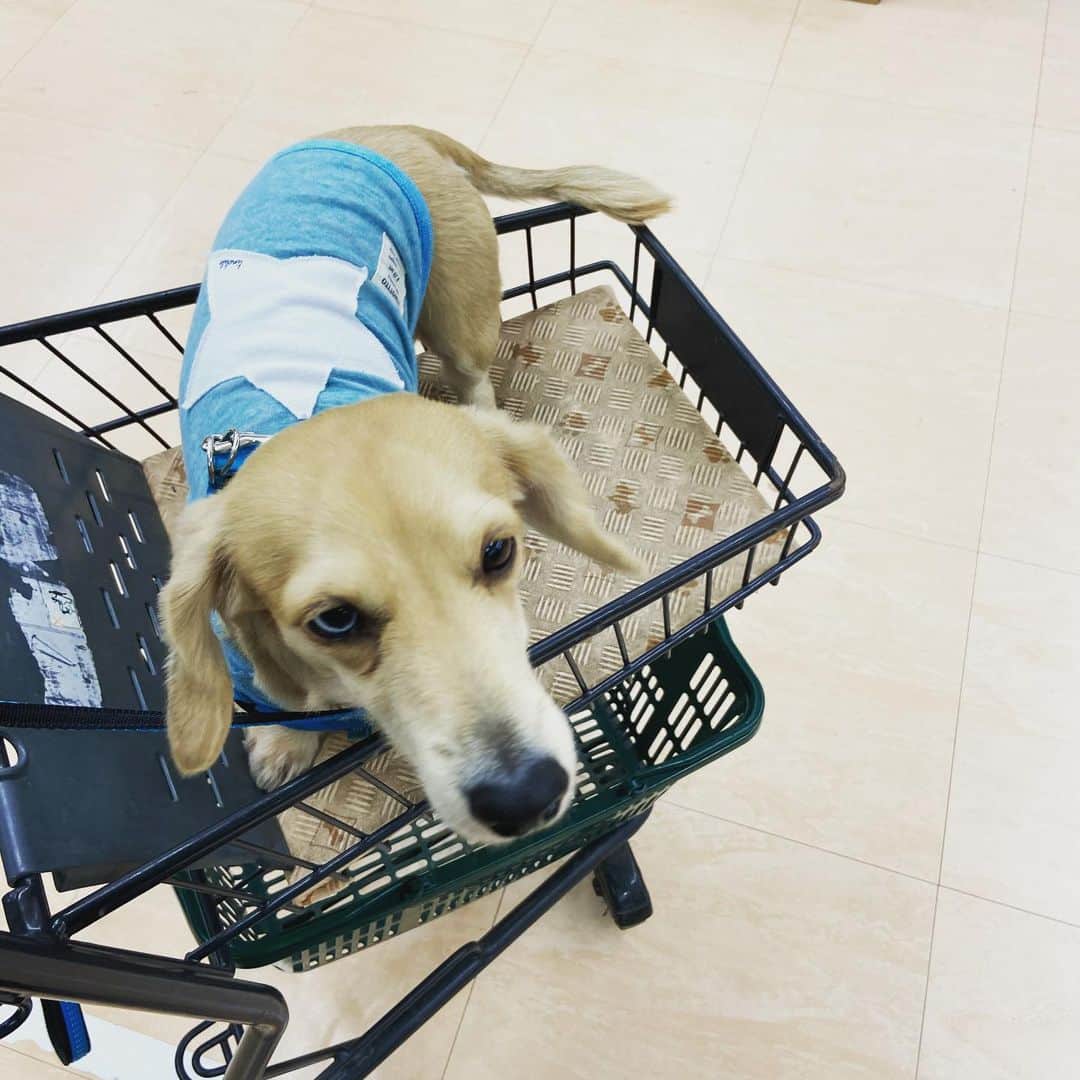 小林 ディスカスさんのインスタグラム写真 - (小林 ディスカスInstagram)「週末は、 まずはロックを連れて島忠にてお買い物！ 👱🏽‍♂️🛍🐶🛍👨🏽‍🦱 島忠は、 犬用のカートに乗せれば🛒 一緒にお買い物出来るのが良いですよねっ🙆🏼‍♂️ 親バカ炸裂で、 また、 おやつとおもちゃを買い与えてしまった…😩 ロックもカート🛒 最初は戸惑っていたけど、 あっさり慣れて楽しんでいましたっ！ 🐶💙🛍🛒🙆🏼‍♂️  #tokyo #japan #shopping #weekend #dog #犬 #犬のいる暮らし #ペットは家族 #動物虐待反対 #殺処分ゼロを目指して #東京」11月17日 12時32分 - discus_kobayashi