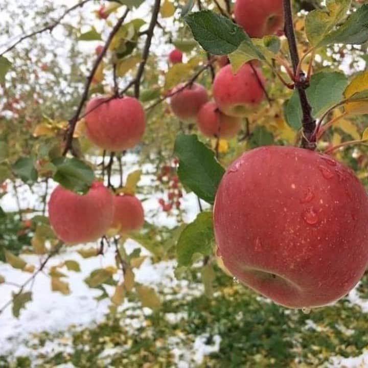 EINSHOP／アインショップさんのインスタグラム写真 - (EINSHOP／アインショップInstagram)「【朝市／ウェルネスパーク】11月21日（土）８時から14時まで﻿ ●サンふじが最盛期﻿ ﻿ 　FRESH DIRECTでは、今一番美味しい旬なリンゴを長野から取り寄せて販売しています。長野のリンゴ農家と密に連絡をとりながら今週はなにがいい？って聞いています。﻿ ﻿ 今は断然サンふじだそうで最盛期を迎えているようです。今週はサンふじを大量に仕入れて店頭に積みます。もちろん店頭で試食をしてもらえますので味をみてから買ってください。蜜も入って新鮮食べごろです。﻿ ﻿ そろそろリンゴのシーズンも終わりに近づいてきました。ぜひ旬を味わってください。﻿ ﻿ ・日時：11月月21日（土）8:00－14:00﻿ ・会場：加古川ウェルネスパーク﻿ 〒675-0058 加古川市東神吉町天下原370﻿ ※無料駐車場・トイレあり  #foodmarket #マーケット #フードマーケット #オリジナル #青果 #採れたて #暮らし #アウトドア #イベント #コーヒー豆 #オープンデパート#coffee #オープンデパート朝市 #オープンデパート #ペットok #加古川朝市 #roomette #新鮮 #ムサシオープンデパート朝市」11月17日 12時46分 - 634asaichi