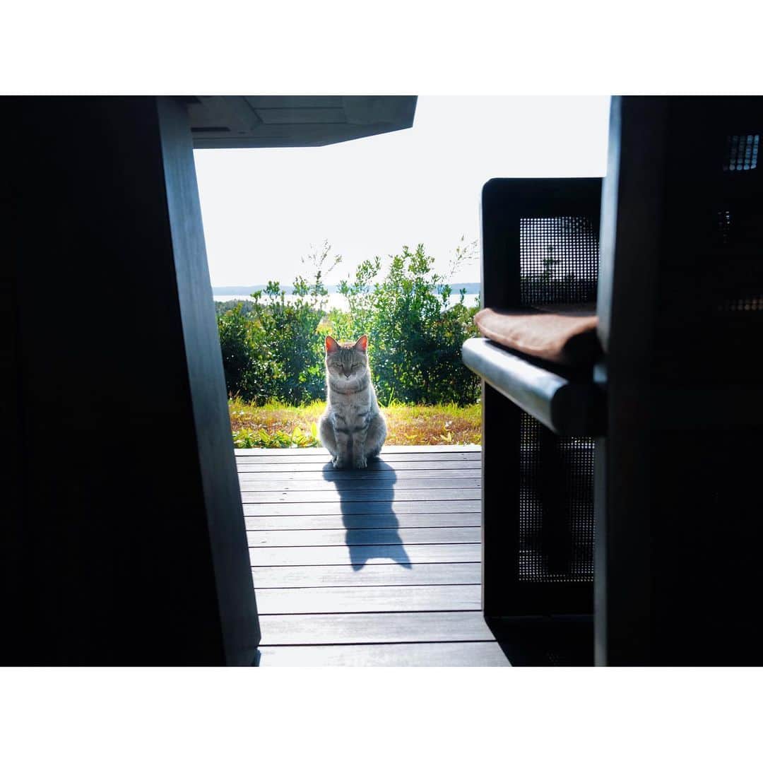 石井美保さんのインスタグラム写真 - (石井美保Instagram)「のんびり朝食 お部屋に猫がきた🐈」11月17日 12時50分 - miho_ishii