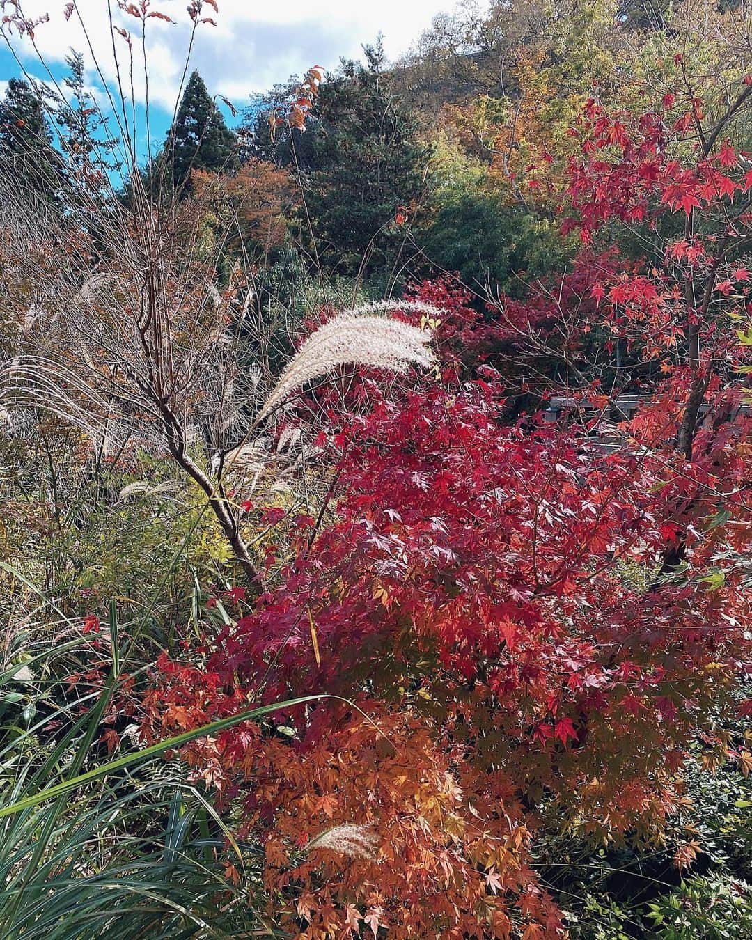 翁安芸さんのインスタグラム写真 - (翁安芸Instagram)「#hakone #gora #強羅花壇 #箱根 🍁🍃🍂🌾」11月17日 12時54分 - akinyc