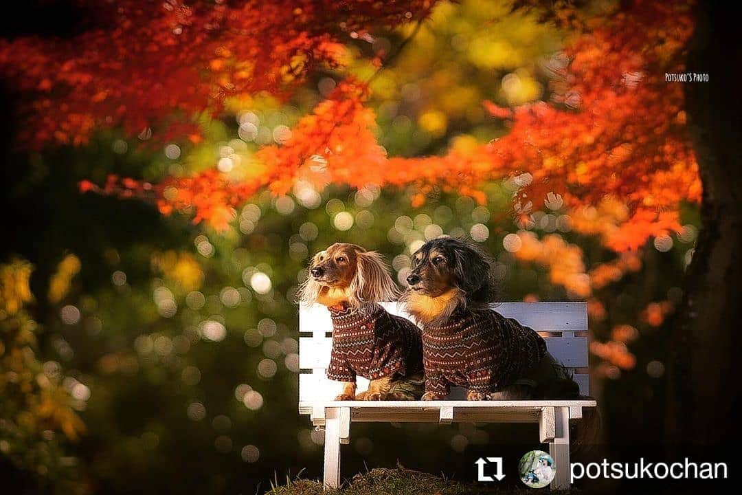 カメラのキタムラさんのインスタグラム写真 - (カメラのキタムラInstagram)「#Repost @potsukochan • • • • • • 渓石園  はいはぁ〜いっ⭐︎⭐︎ またまたお友達😃  取り敢えずの一枚　！！  #ちょっとだけよぉ   なんちゃって 気長に待っちょってね😁💦  #渓石園  #お友達ワンコ #おんせん県おおいた  #おんせん犬おおいた  #ミニチュアダックスフンド  #おでかけわんこ部 #いぬすたぐらむ  #ドッグフォトグラファーズ  #何気ない瞬間を残したい  #玉ボケ　#たまぼけ写真部 #ダックス  #犬写真　#犬写真好きな人と繋がりたい  #カメキタ　#キタムラ写真投稿  #いぬすたぐらむ #ダックス多頭飼い  #miniaturedachshund  #doglover #doglife  #dogstagram #doglover  #ig_dogphoto #dog_features  #eyeryones_photo_club  #art_of_japan_ #dogenic  #dachshund #doglover #doglife  #dogstagram #dogface」11月17日 12時58分 - camera_kitamura