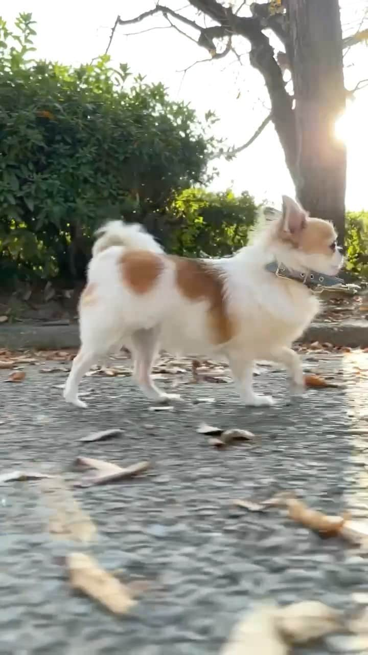 ちまのインスタグラム：「🐶🍂🐾🍁🐾 ・ 紅葉シーズンですね✨第三波が怖いので観光地には行けなさそうですが、近所の公園でも雰囲気は味わえます😅 ・ #ちま #チワワ #chihuahua #ชิวาวา #PECOいぬ部 #WeeklyFluff #dogs #BarkBoxDay #dogsofbark #chihuahuaaddict #dogaddict #bestviideo #autumnleaves #autumnvibes🍁 #fallvibes #紅葉 #紅葉」