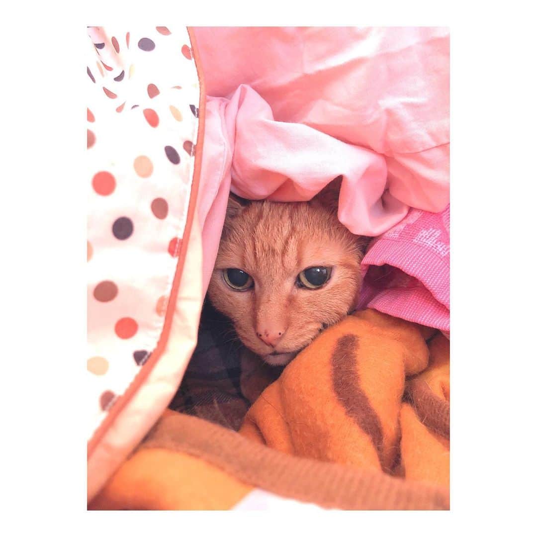 理絵さんのインスタグラム写真 - (理絵Instagram)「猫の中でもかなり寒がりなほう  #cat #gatto #猫 #고양이 #茶とら #茶トラ #寒がり猫 #tokyo #japan」11月17日 13時10分 - ____rie____