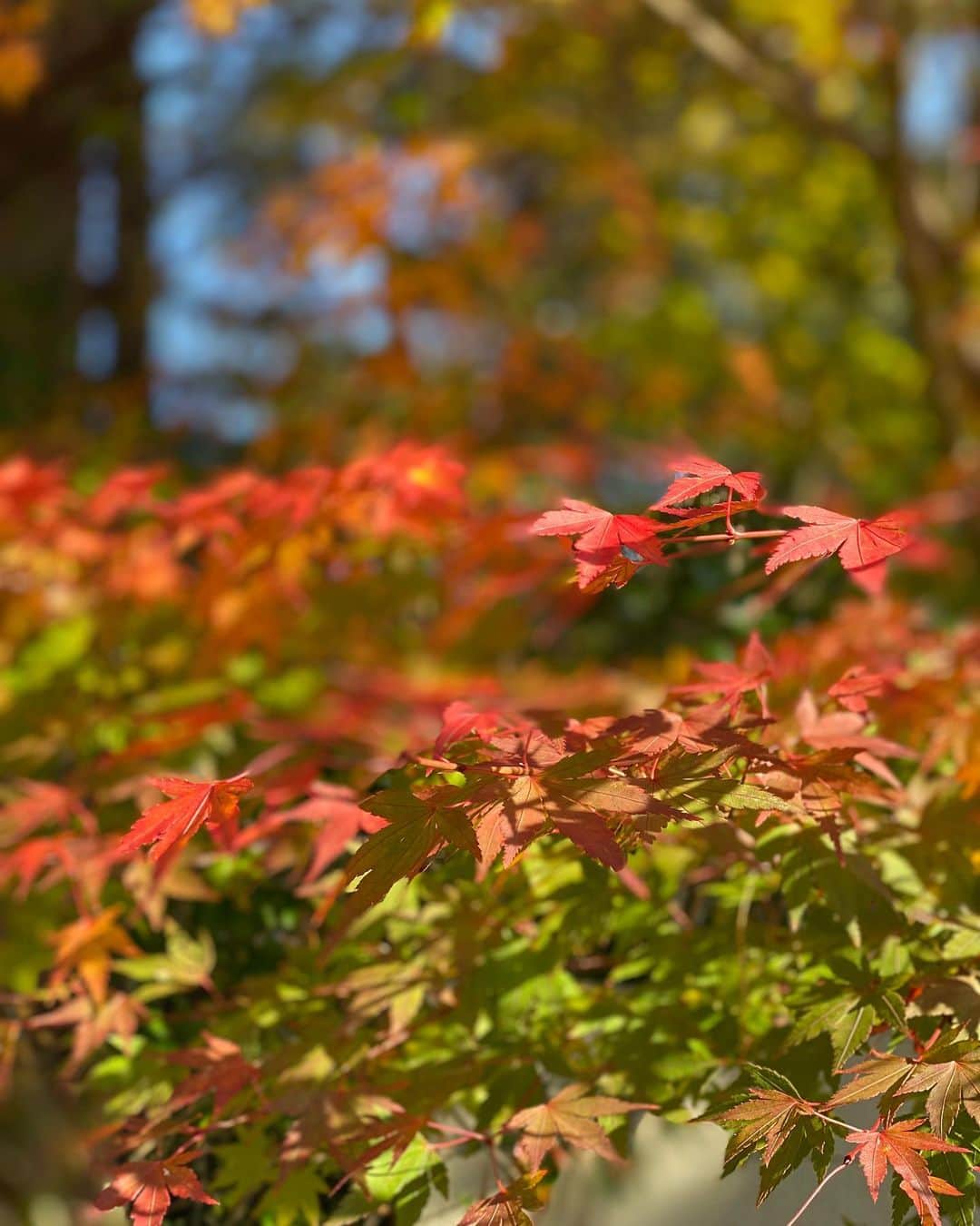 西口理恵子さんのインスタグラム写真 - (西口理恵子Instagram)「我が家の庭の紅葉🍁🍁 色がグラデーションで 見ていて飽きません😍」11月17日 13時31分 - rieko_nishiguchi