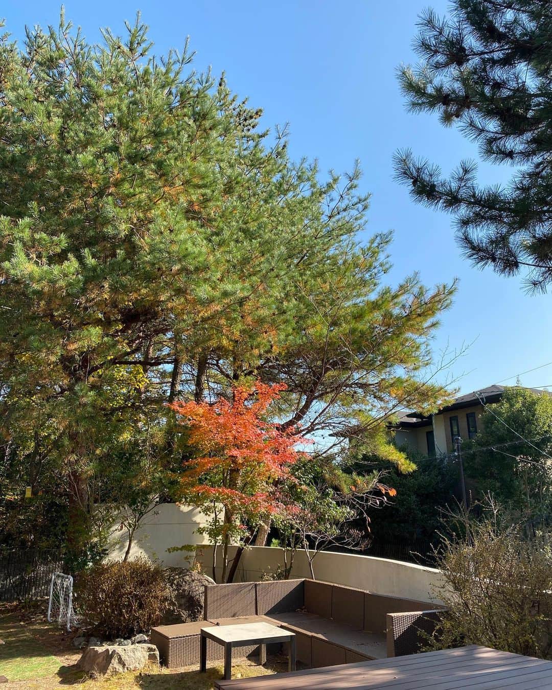 西口理恵子さんのインスタグラム写真 - (西口理恵子Instagram)「我が家の庭の紅葉🍁🍁 色がグラデーションで 見ていて飽きません😍」11月17日 13時31分 - rieko_nishiguchi