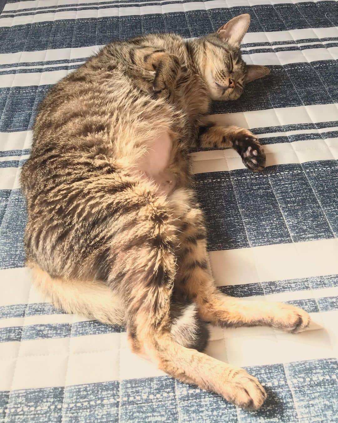 小嶋晶子のインスタグラム：「I love basking in the sun. ☀️🐈🐾 #cat #cats #browntabby #catsofinstagram #catstagram #neko #nekostagram #ねこ #ねこ部 #ねこすたぐらむ #きじとら #きじとらねこ #きじとら女子 #きじとら部 #ネコ #ネコ部  #キジトラ #キジトラネコ #キジトラ部 #かぎしっぽ #かぎしっぽ猫部 #カギしっぽ #カギしっぽ猫 #お腹ハゲてる #足の裏もハゲてる」