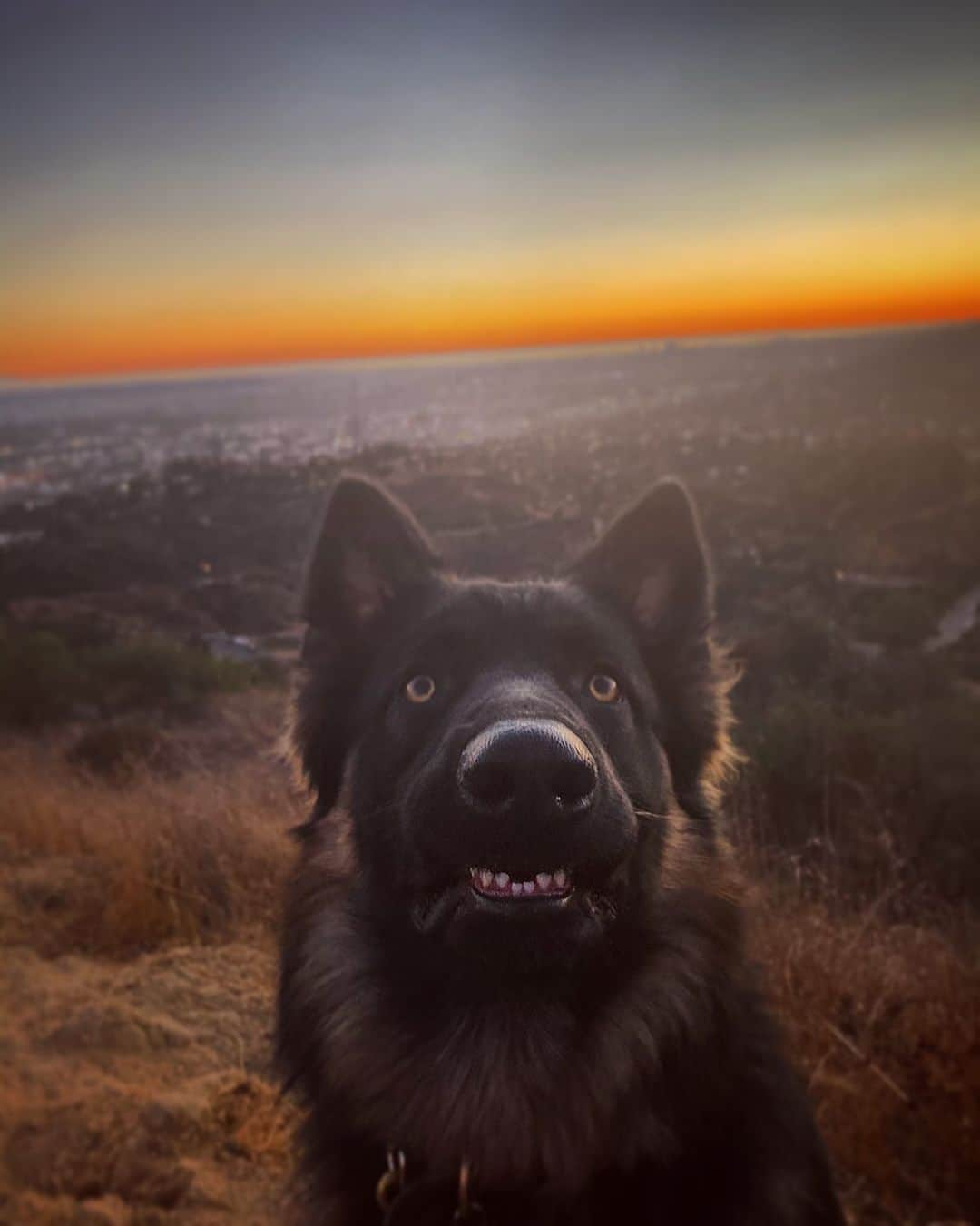 ザカリー・クイントさんのインスタグラム写真 - (ザカリー・クイントInstagram)「my favorite face he makes...」11月17日 13時42分 - zacharyquinto