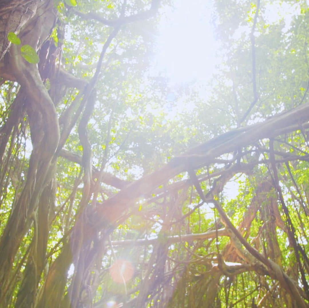 フジテレビ「空旅をあなたへ」さんのインスタグラム写真 - (フジテレビ「空旅をあなたへ」Instagram)「今週木曜日22:54〜の「空旅をあなたへ」は、 アーティスト・池田綾子さんが巡る、 屋久島の空旅です✈️  今回は、2つの大自然を味わう散策です🚶‍♀️👣  最初は巨大な一枚岩を流れ落ちる千尋（センピロ）の滝✨ 千人の人が手をつなぐくらい大きいことから、 その名が付けられたと言います。  そして、一面に根を張り巡らせた 巨大なガジュマル、「猿川ガジュマル」🌿🥺💫 ガジュマルの生命の力強さを感じます👏  自然の美しさに出会う空旅です😊🌿  放送をお楽しみに！ (※関東のみの放送です)   #池田綾子 #屋久島 #空旅をあなたへ #猿川ガジュマル  #千尋の滝  #soratabi #撮影 #撮影オフショット」11月17日 13時48分 - soratabi_fuji