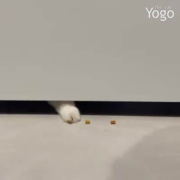 Aww Clubのインスタグラム