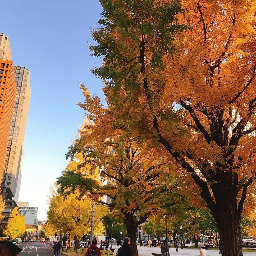 Palace Hotel Tokyo / パレスホテル東京さんのインスタグラム写真 - (Palace Hotel Tokyo / パレスホテル東京Instagram)「秋の装いの行幸通り。今日は東京駅周辺の散策はいかが？ The autumn leaves guide your way as you take a walk around Tokyo Station.  #行幸通り #イチョウ並木 #紅葉 #東京散歩 #都会の自然 #自然との調和 #散歩道 #ホテルアクティビティ #ステイケーション #気分転換 #丸の内 #パレスホテル東京 #Gyokodori #ginkgo #autumnfoliage #coloredleaves #tokyonature #natureinthecity #HarmonyWithNature #staycation #uncommontravel #lhwtraveler #Marunouchi #PalaceHotelTokyo」11月17日 14時01分 - palacehoteltokyo