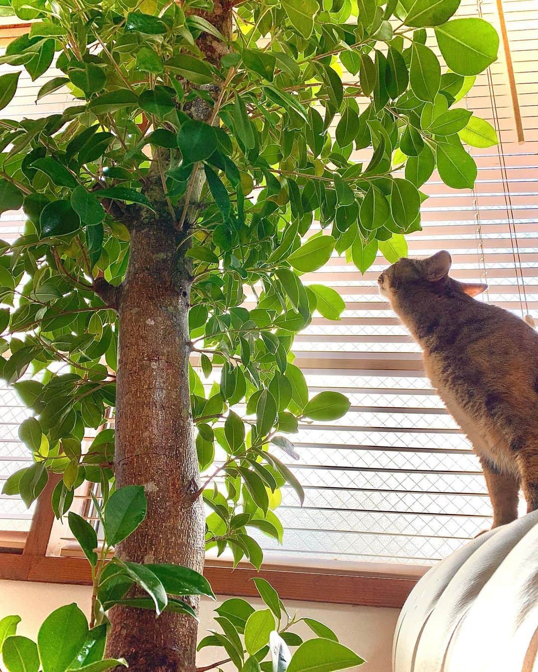 秋山ゆずきさんのインスタグラム写真 - (秋山ゆずきInstagram)「. . 私が最近ガジュマルさんの お手入れをサボってたから ガジュマルさん、けっこう葉っぱが黄色くなって落ちちゃった🤦‍♀️  人間が乾燥するということは 植物も乾燥するよね。。  我が家は猫とうさぎがいるので ずっと暖房がついてるから 余計乾燥するのかも(´･ω･`)  こまめに葉水と土の状態みないと ガジュマルさん水分不足で 葉っぱが黄色くなって元気なくなっちゃう  黄色くなった葉っぱ全部とりました。 1番最後の写真は うちに来たばかりの頃のガジュマルさん  大きくなった気がする😳🌳  湿度40%以下になると ウイルスが活発になるらしいので みんな一緒に加湿しましょうね！  では💃  #加湿器 #ガジュマル」11月17日 14時04分 - yuzukiakiyama