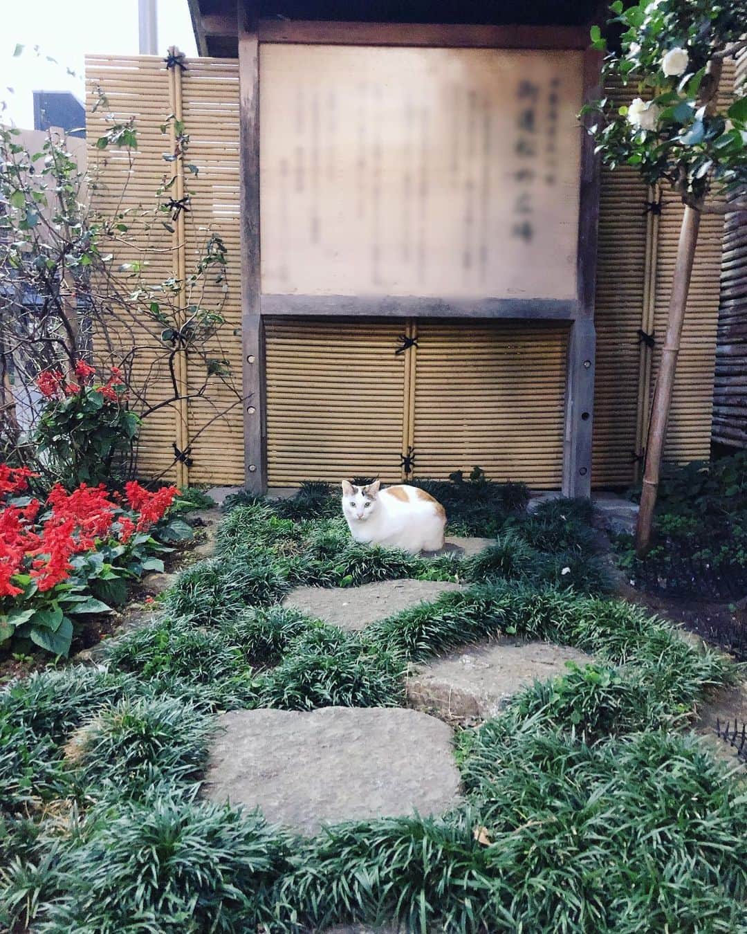 田上よしえのインスタグラム：「今日のかわい子ちゃん #猫 #cat」