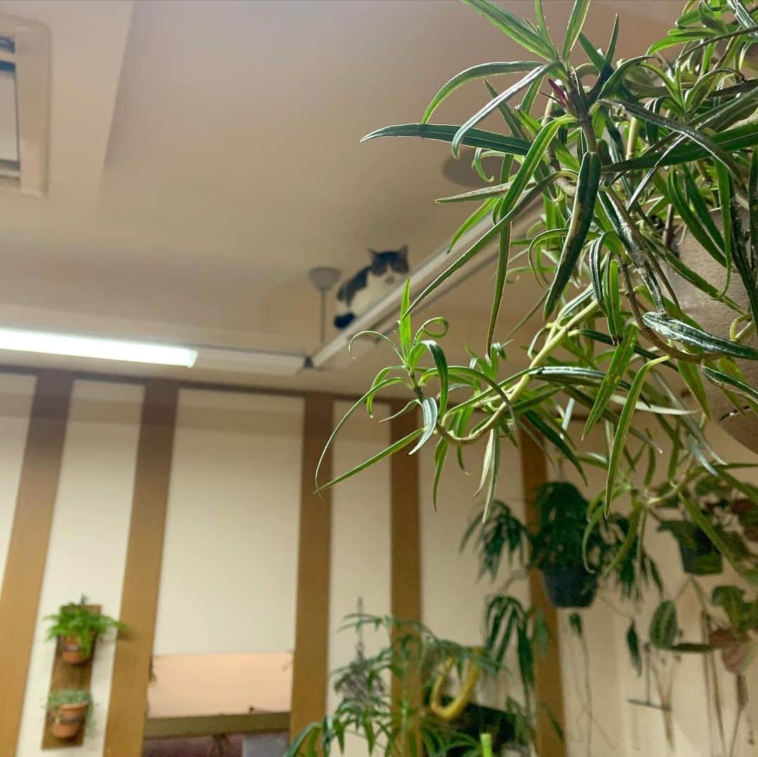 のインスタグラム：「＊ ＊ 🌿  USAKO 🌿 ＊ ・@greenplazagoto  様より ・#コルムネアリネアリスパープレア  ・ 茎が柔らかく 動きがあり可愛いです♡ ＊ ＊ #cats_of_instagram  #TheDailyKitten  #cats_of_world #balousfriends  #catloversclub  #cat_features #catstocker #themeowlife  #sweetcatstime  #cats_of_instworld #IGersJP #happypetclub #bestmeow #保護猫 #catsfollowers  #pleasantcats  #catsofday #happycatclub #植物のある暮らし #catsnet #instacat_meows #cutieanimalspage #植物  #観葉植物インテリア #観葉植物 #観葉植物のある暮らし #nyancon01 #sippoストーリー　#petokotolife ＊ ＊ 🌿🌿🌿🌿🌿🌿🌿🌿🌿🌿🌿🌿🌿🌿🌿」