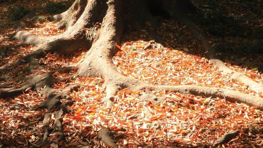 千紘れいかのインスタグラム：「贅沢な絨毯。  #紅葉 #枯れ葉」