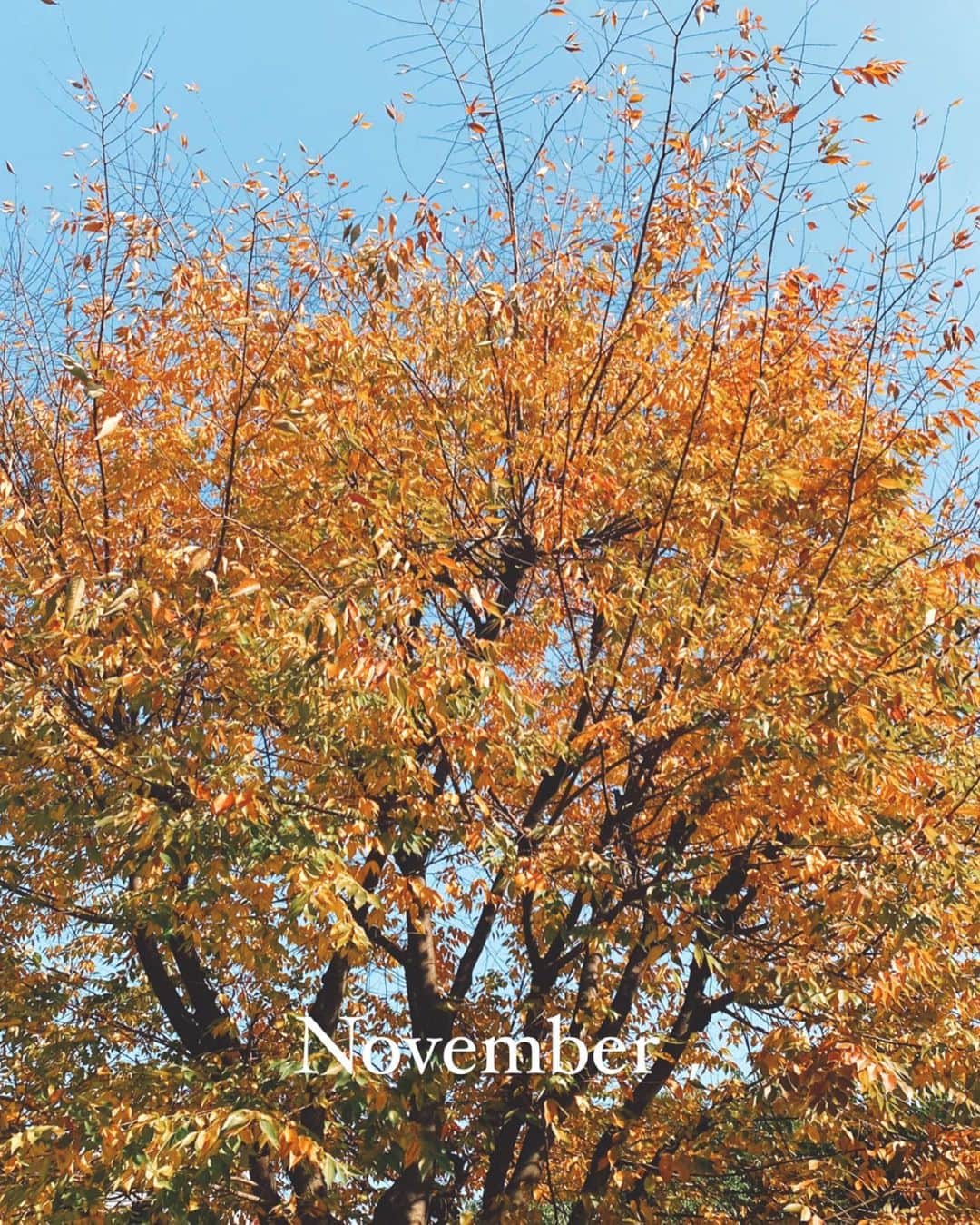 Fushimi natsukiさんのインスタグラム写真 - (Fushimi natsukiInstagram)「🍁🍁🍁 季節が変わりゆく姿をみるのが昔から大好き。 だから思い出に残したくて写真を撮るのもだいすき。  #November #11月 #紅葉」11月17日 14時50分 - fusshan