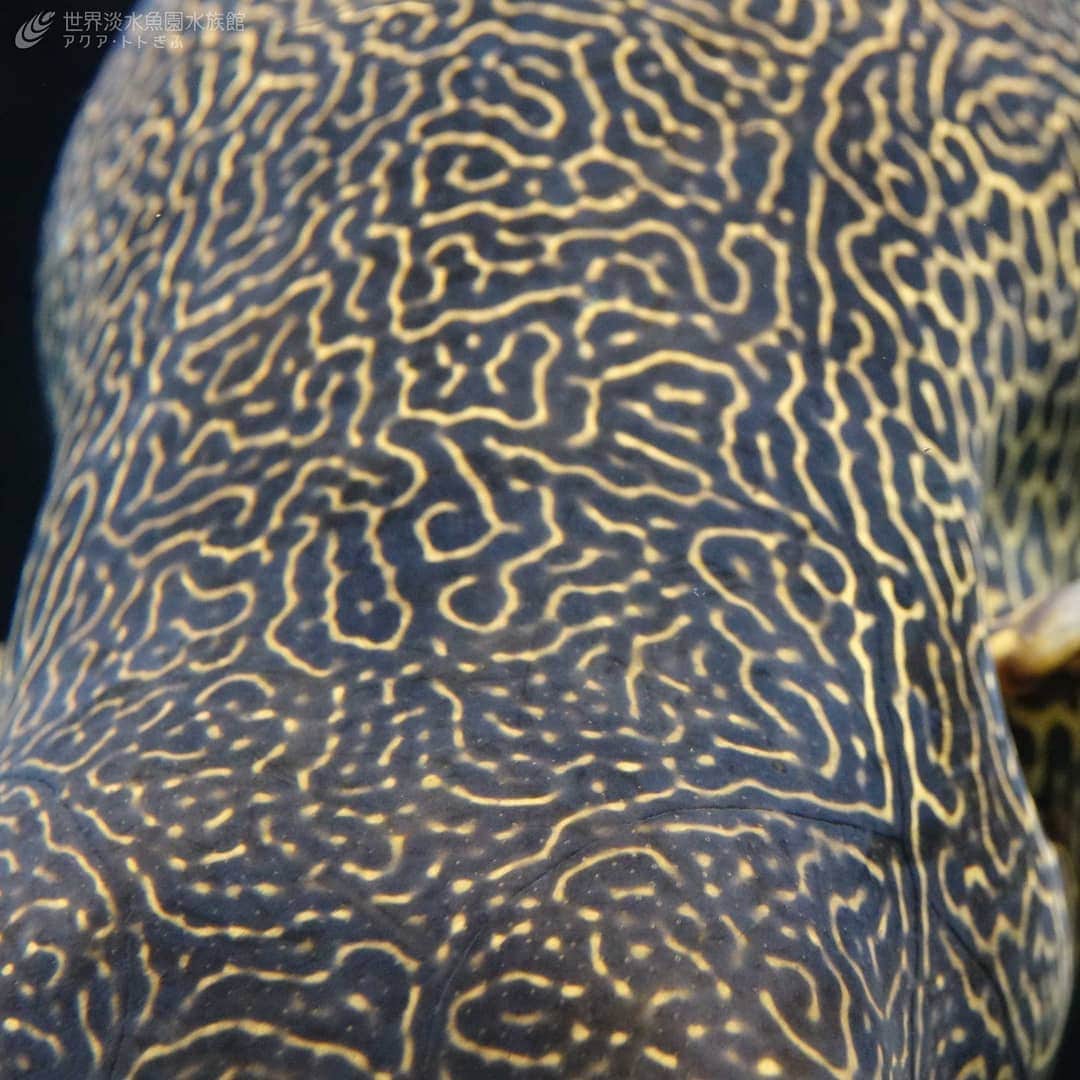 世界淡水魚園水族館 アクア・トト ぎふのインスタグラム：「自分の中でスタートとゴールを決めて、たどってみたのですが、…諦めます…。   #アクアトト #アクアトトぎふ #アクアトト岐阜 #水族館#迷路#テトラオドン・ムブ#Tetraodonmbu#Freshwaterpufferfish」