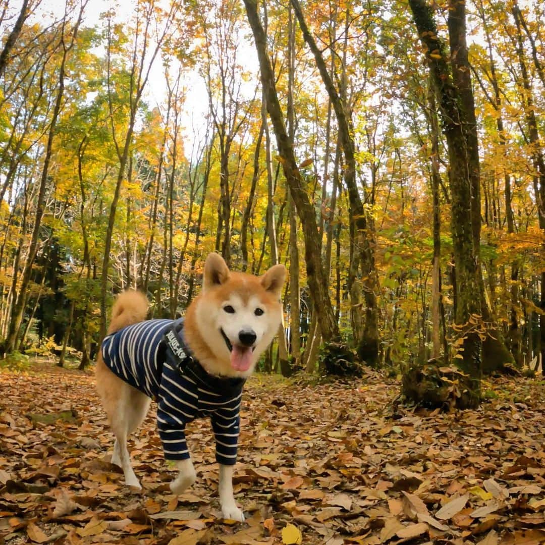 BlackRed shibasさんのインスタグラム写真 - (BlackRed shibasInstagram)「Good smile! Musashi! 少しだけだけど笑顔を見れました。 #奥琵琶湖キャンプ場  . @gopro @goprojp  . #GoProJP #neneandmusashi2020 #GoPro #ゴープロ #shiba #shibinu #柴犬 #しばいぬ #japan #gopropets #lovely #cute #goprodog #goproのある生活 #happy #gopropets #besomedoggy #doggo #hero9 #goprodogsquad #柴犬ライフ #dog  #beutiful」11月17日 16時02分 - black_red_jp